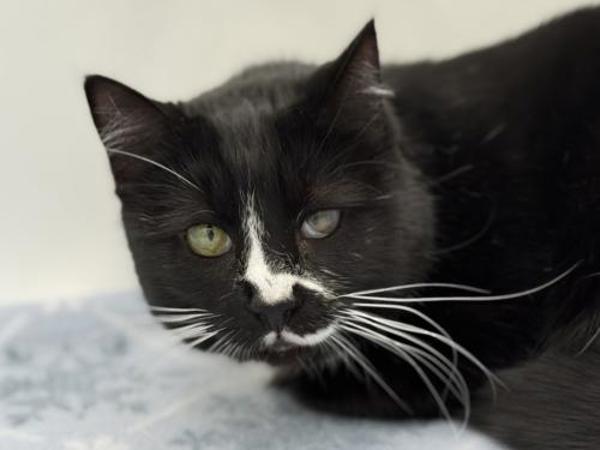 Enlarge Rinny, a Adoptable mixed breed in Portland, OR image 3/4