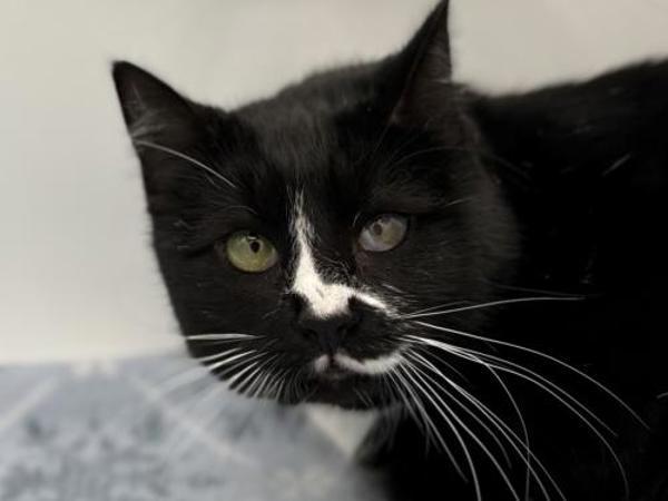 Enlarge Rinny, a Adoptable mixed breed in Portland, OR image 4/4