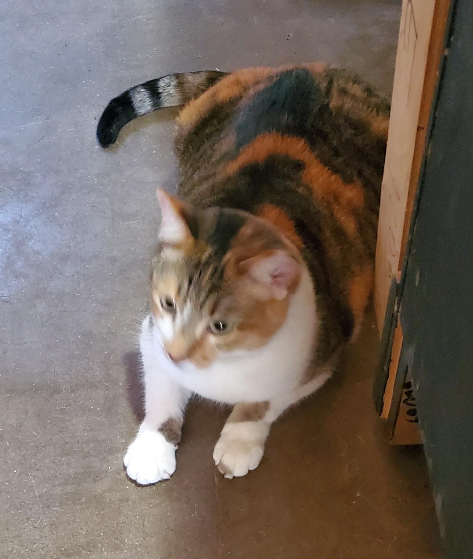 Callie, a Adoptable Calico in White Settlement, TX image 1/3