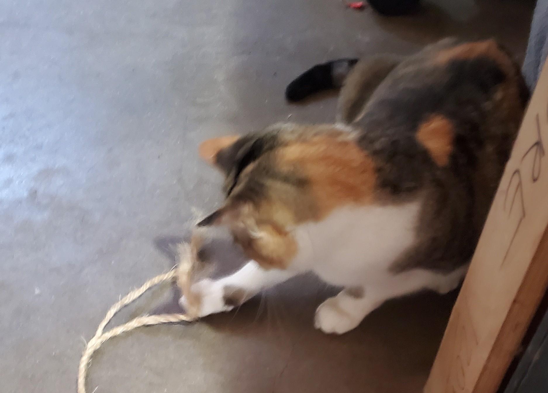 Callie, a Adoptable Calico in White Settlement, TX image 2/3