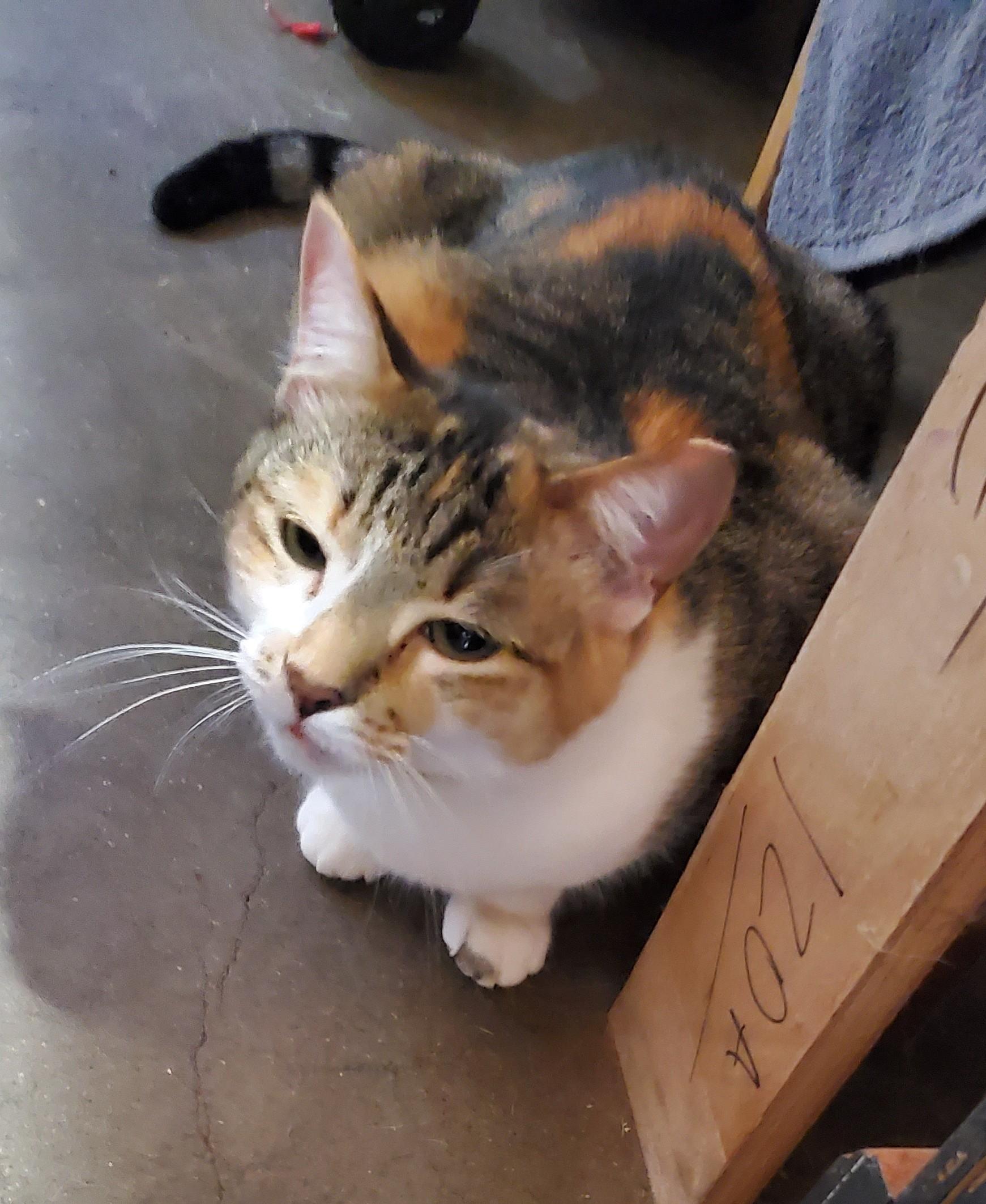 Callie, a Adoptable Calico in White Settlement, TX image 3/3