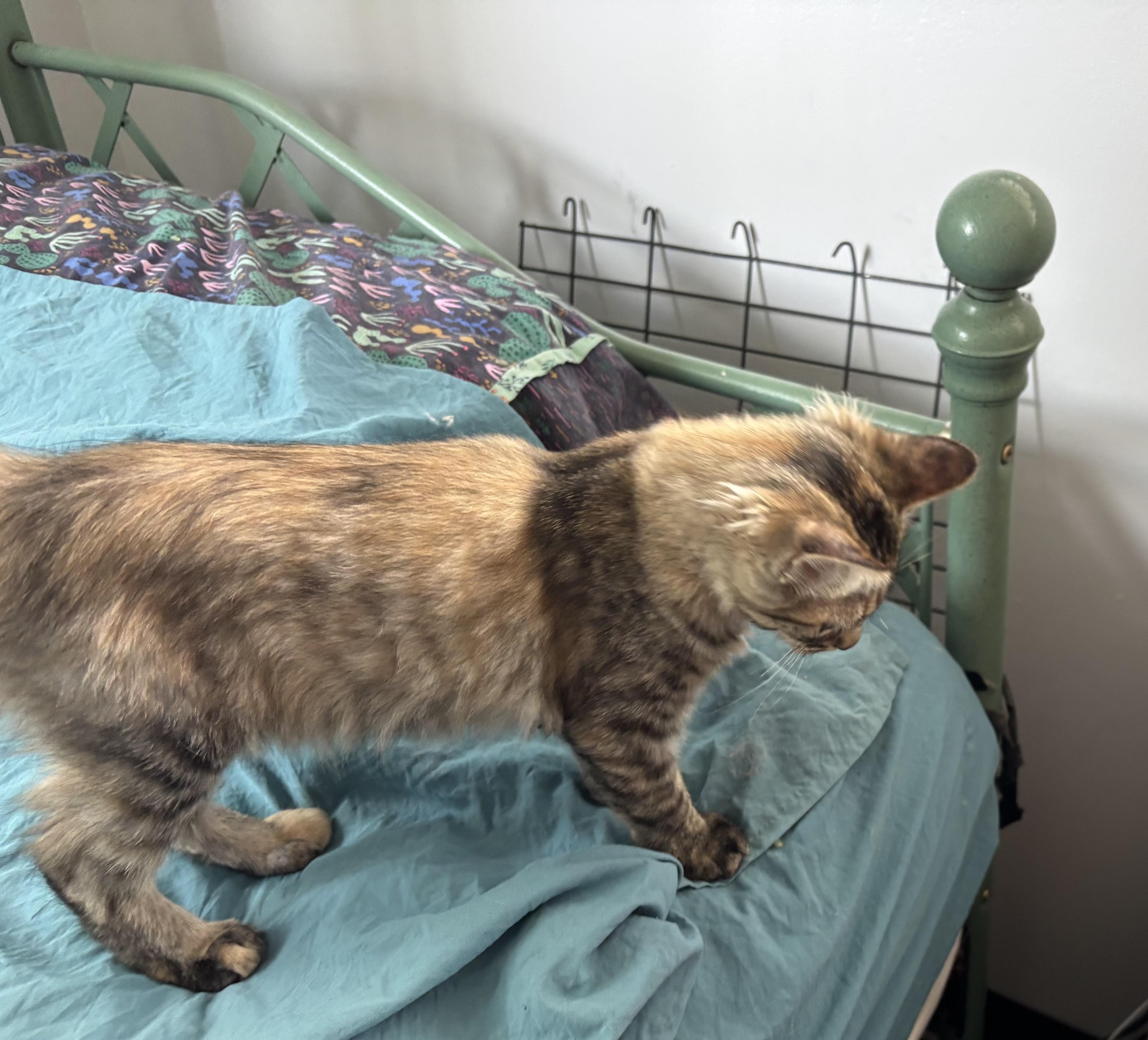 Enlarge Amelia, a ADOPTABLE Domestic Medium Hair in Oracle, AZ image 1/2