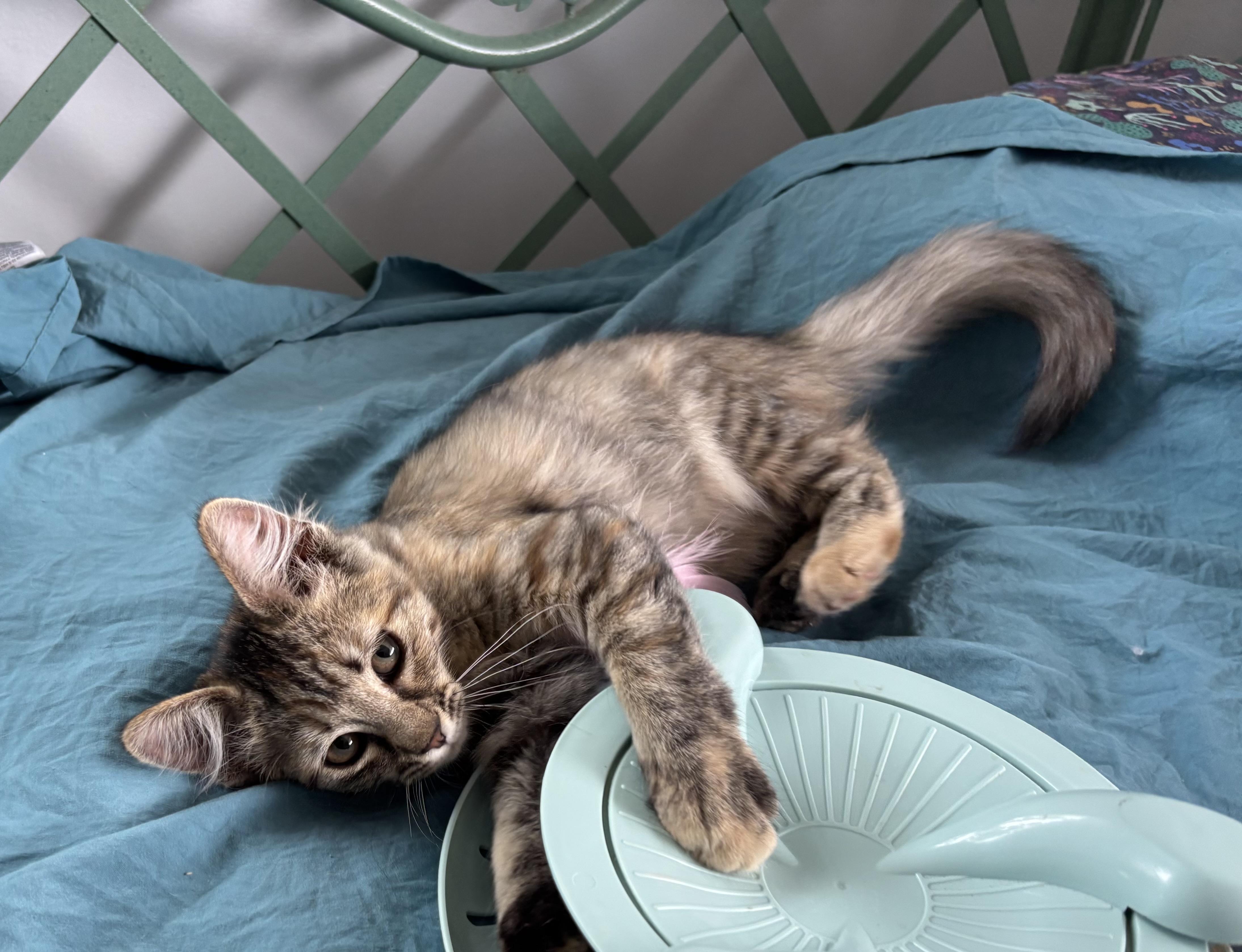 Amelia, ADOPTABLE, Young Female Domestic Medium Hair.