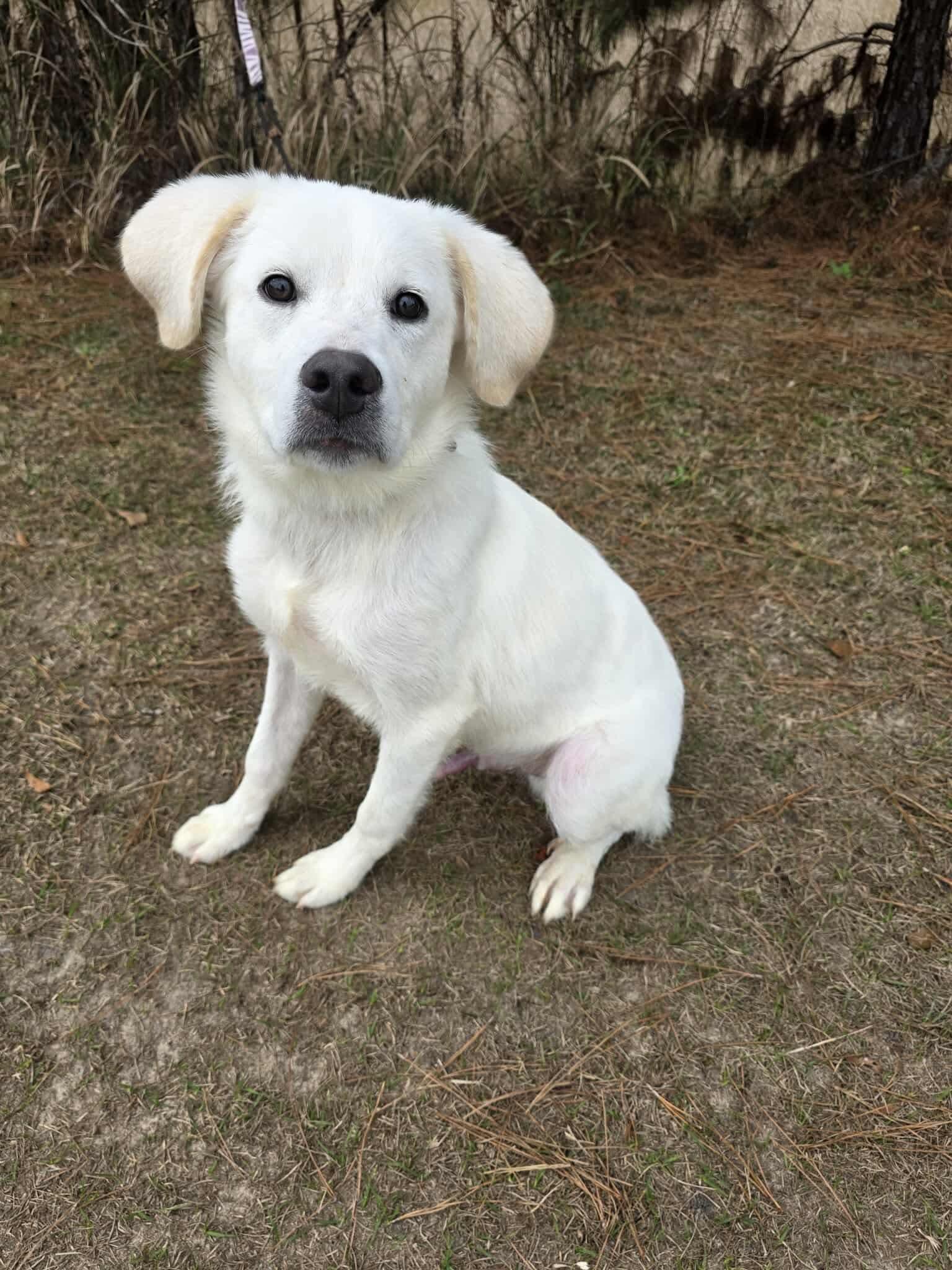 Enlarge Shadow, a Adoptable mixed breed in Jackson, MI image 3/6