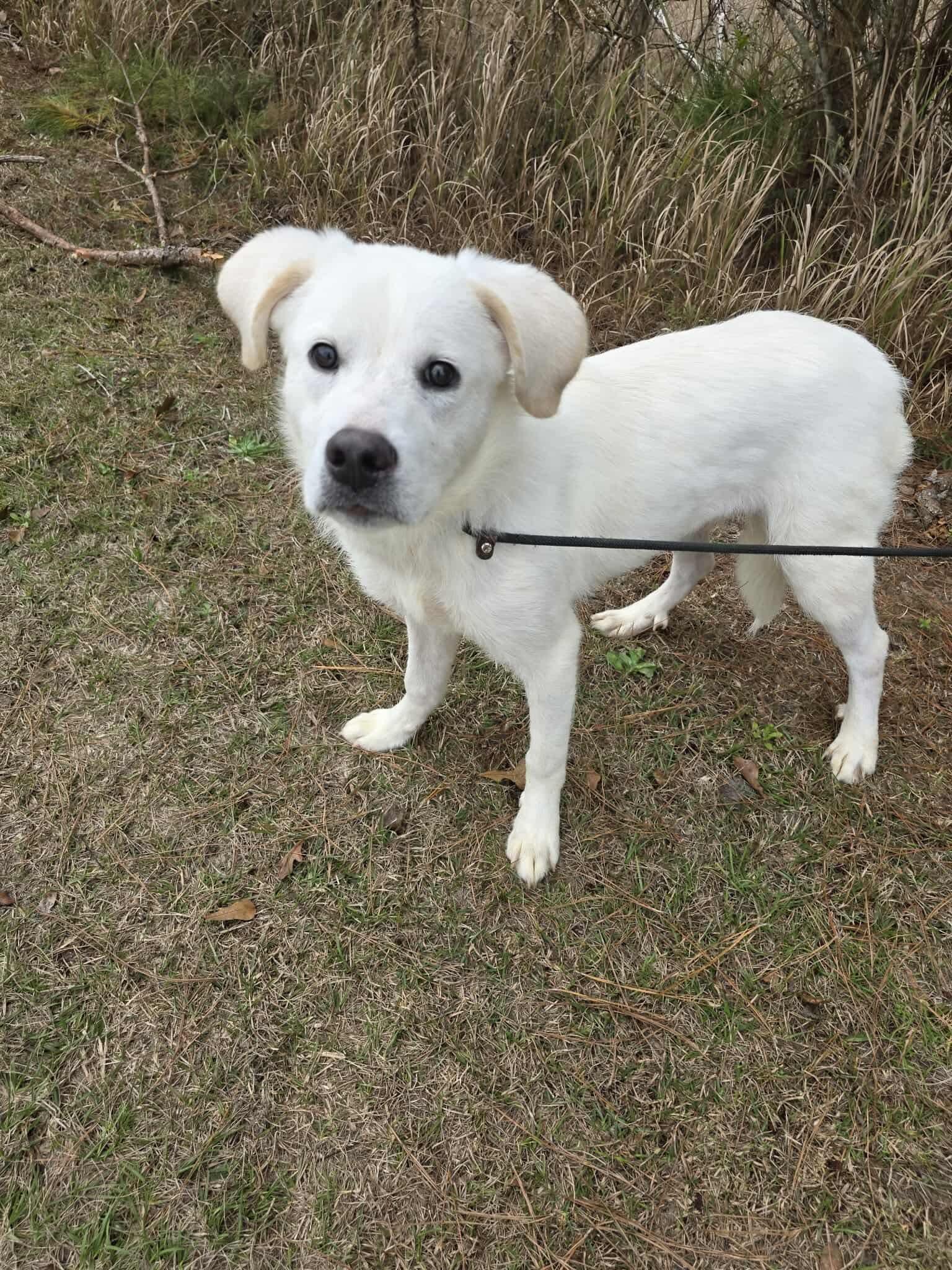 Enlarge Shadow, a Adoptable mixed breed in Jackson, MI image 5/6