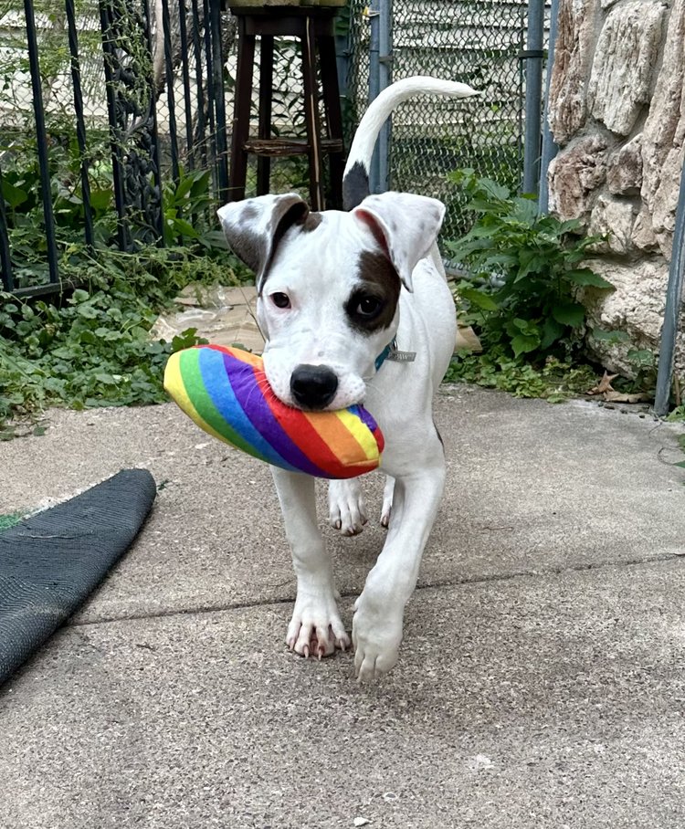 Dottie - FOSTER NEEDED!!!, an adoptable Pit Bull Terrier in Minneapolis, MN, 55430 | Photo Image 6