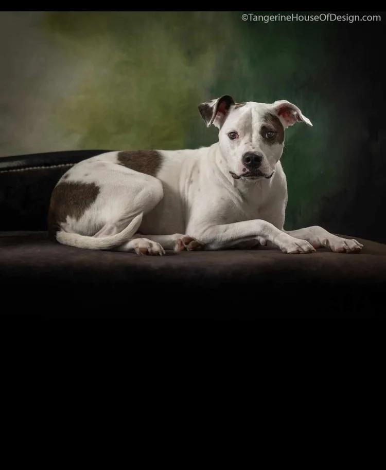 Dottie - FOSTER NEEDED!!!, an adoptable Pit Bull Terrier in Minneapolis, MN, 55430 | Photo Image 2