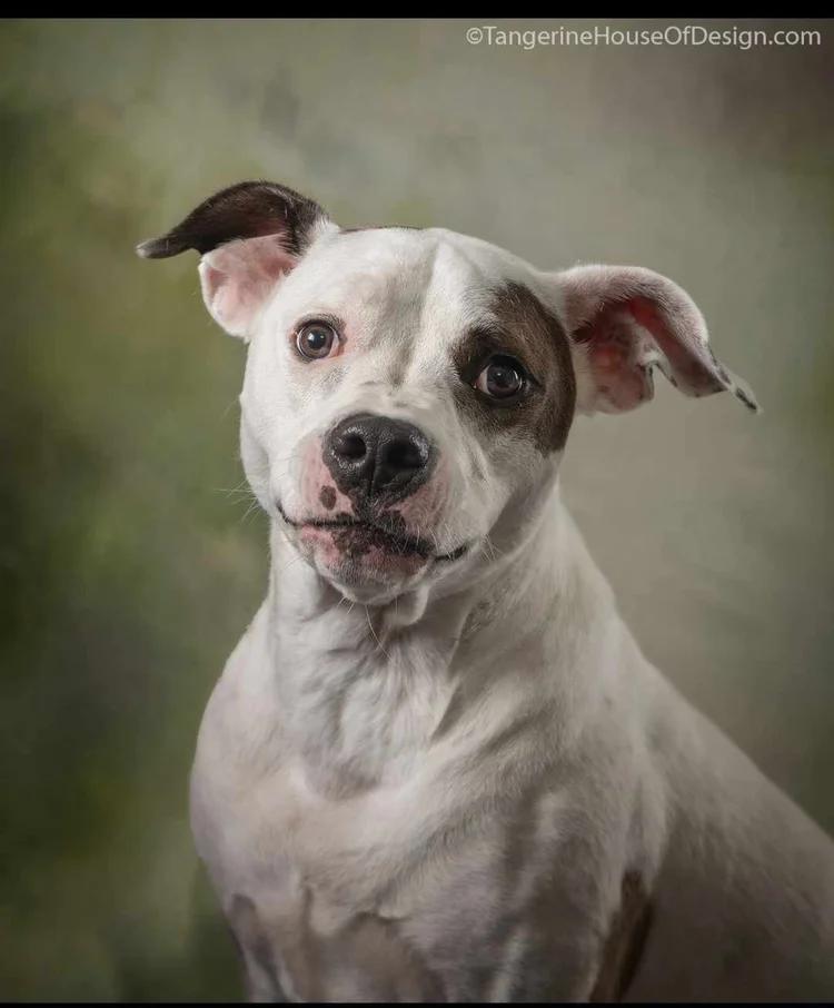 Dottie - FOSTER NEEDED!!!, an adoptable Pit Bull Terrier in Minneapolis, MN, 55430 | Photo Image 1