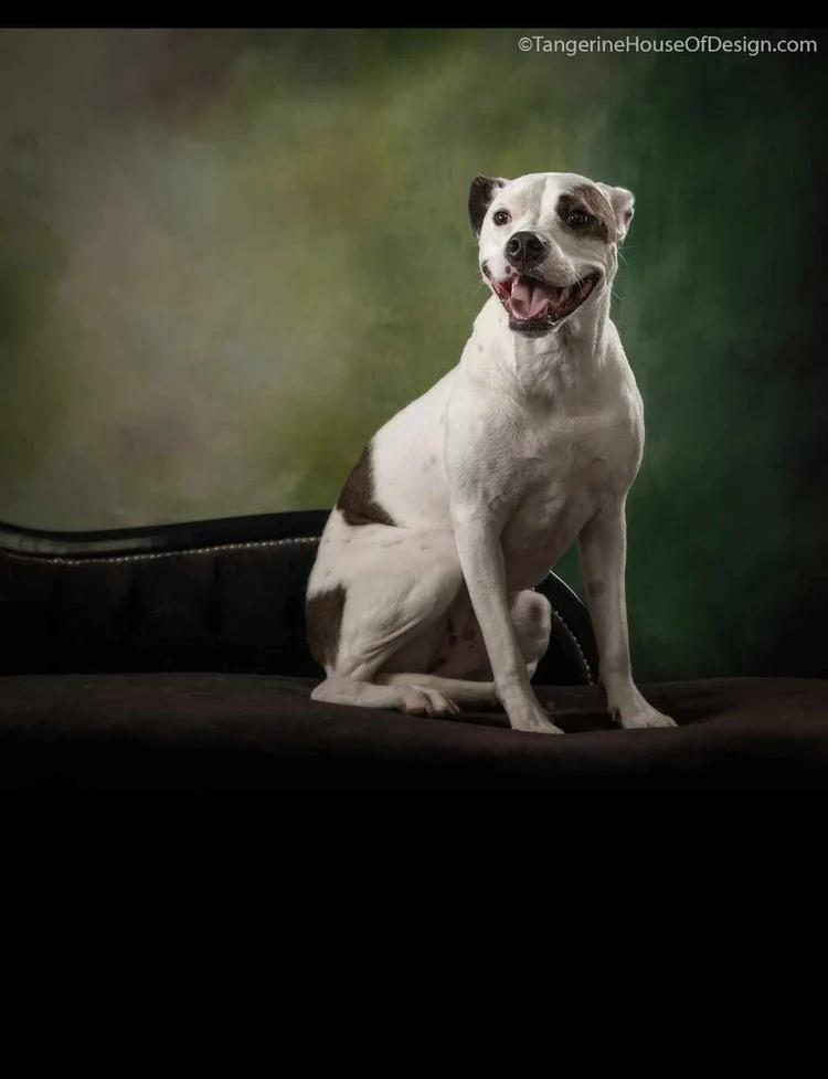 Dottie - FOSTER NEEDED!!!, an adoptable Pit Bull Terrier in Minneapolis, MN, 55430 | Photo Image 3