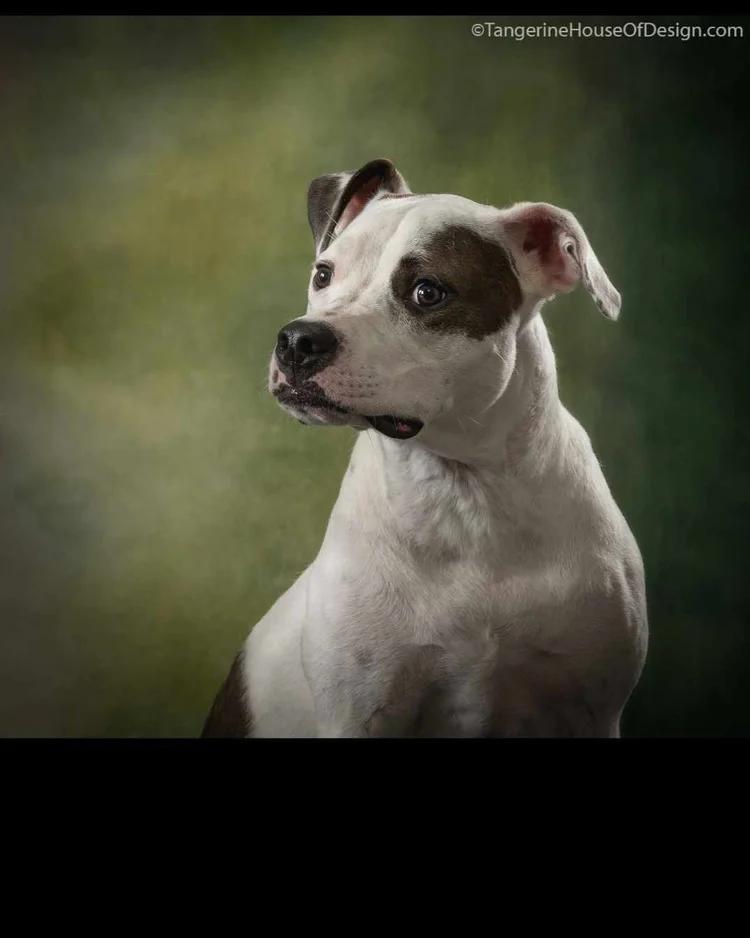 Dottie - FOSTER NEEDED!!!, an adoptable Pit Bull Terrier in Minneapolis, MN, 55430 | Photo Image 4