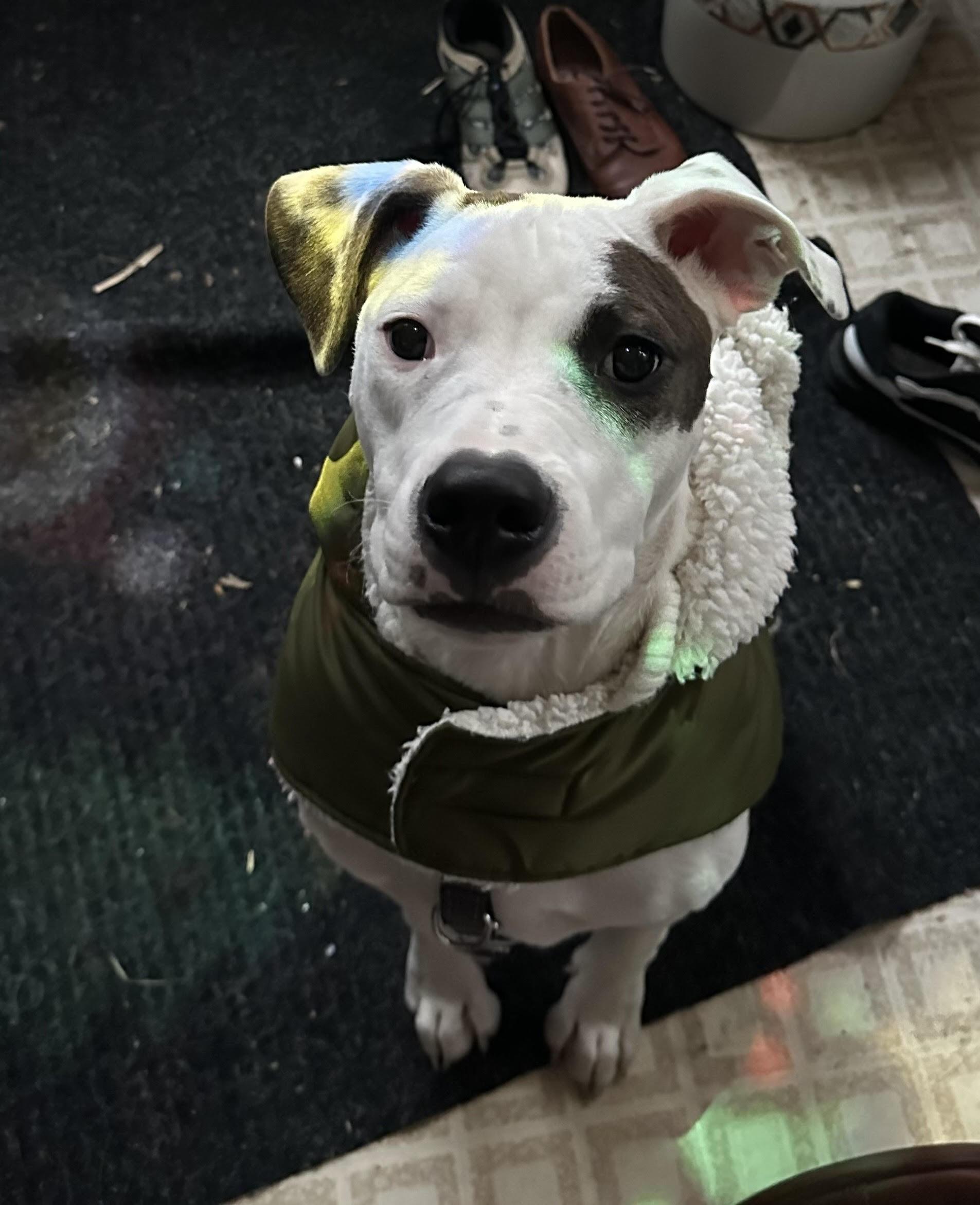 Dottie - FOSTER NEEDED!!!, an adoptable Pit Bull Terrier in Minneapolis, MN, 55430 | Photo Image 5