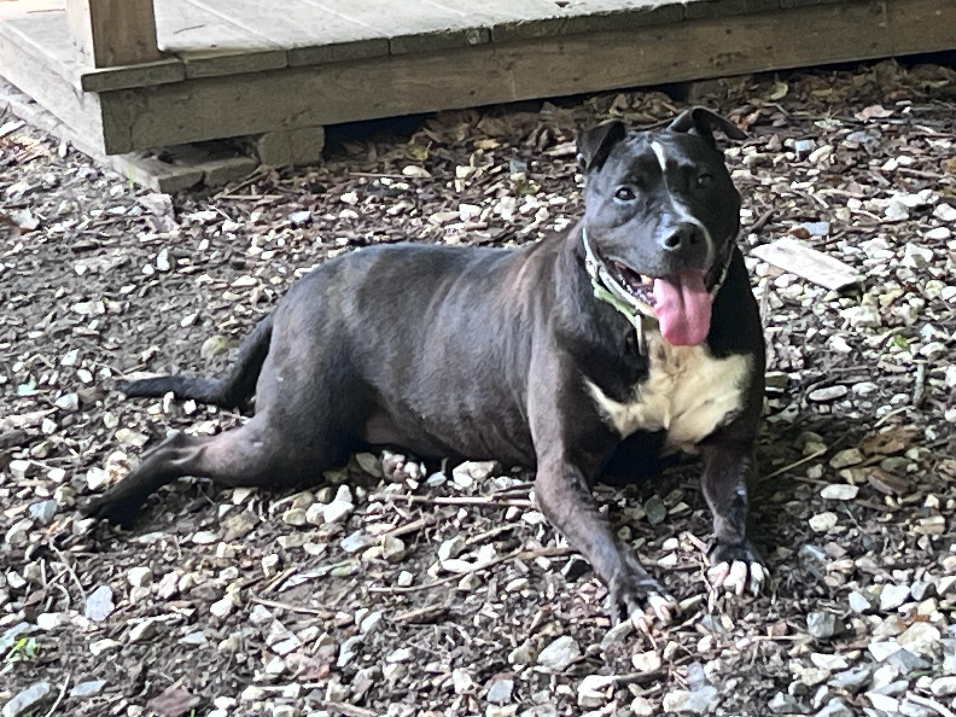 Machomans (FEE SPONSORED), a Adoptable mixed breed in Portland, ME image 2/6