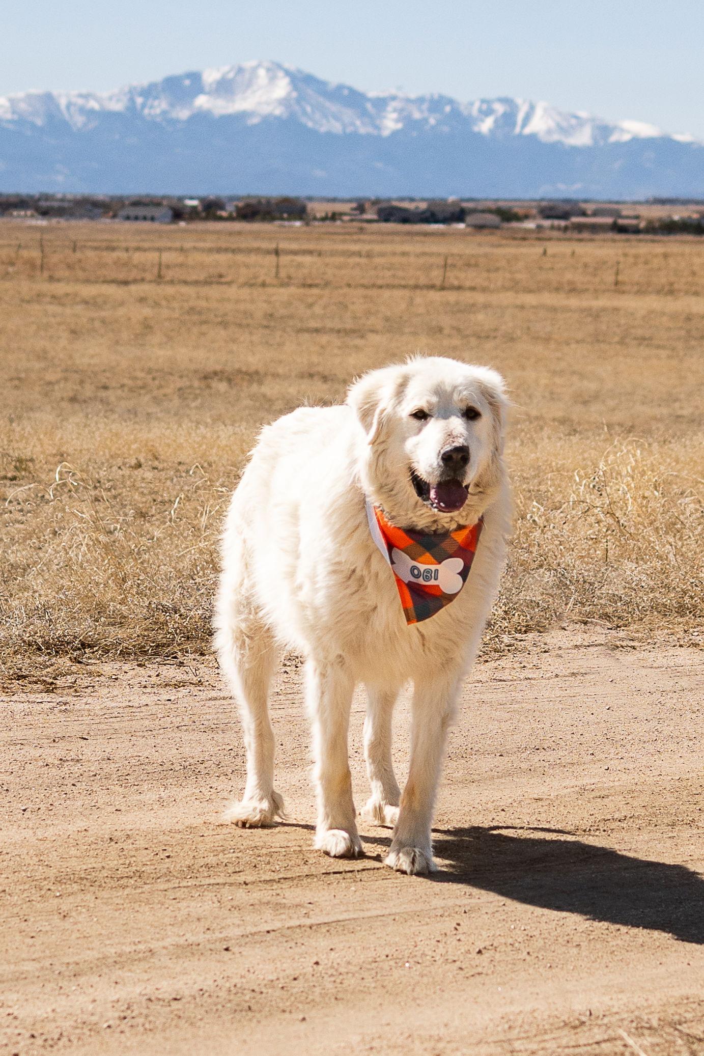 OBI (Ken Obi), Adopted, Adult Male Great Pyrenees.