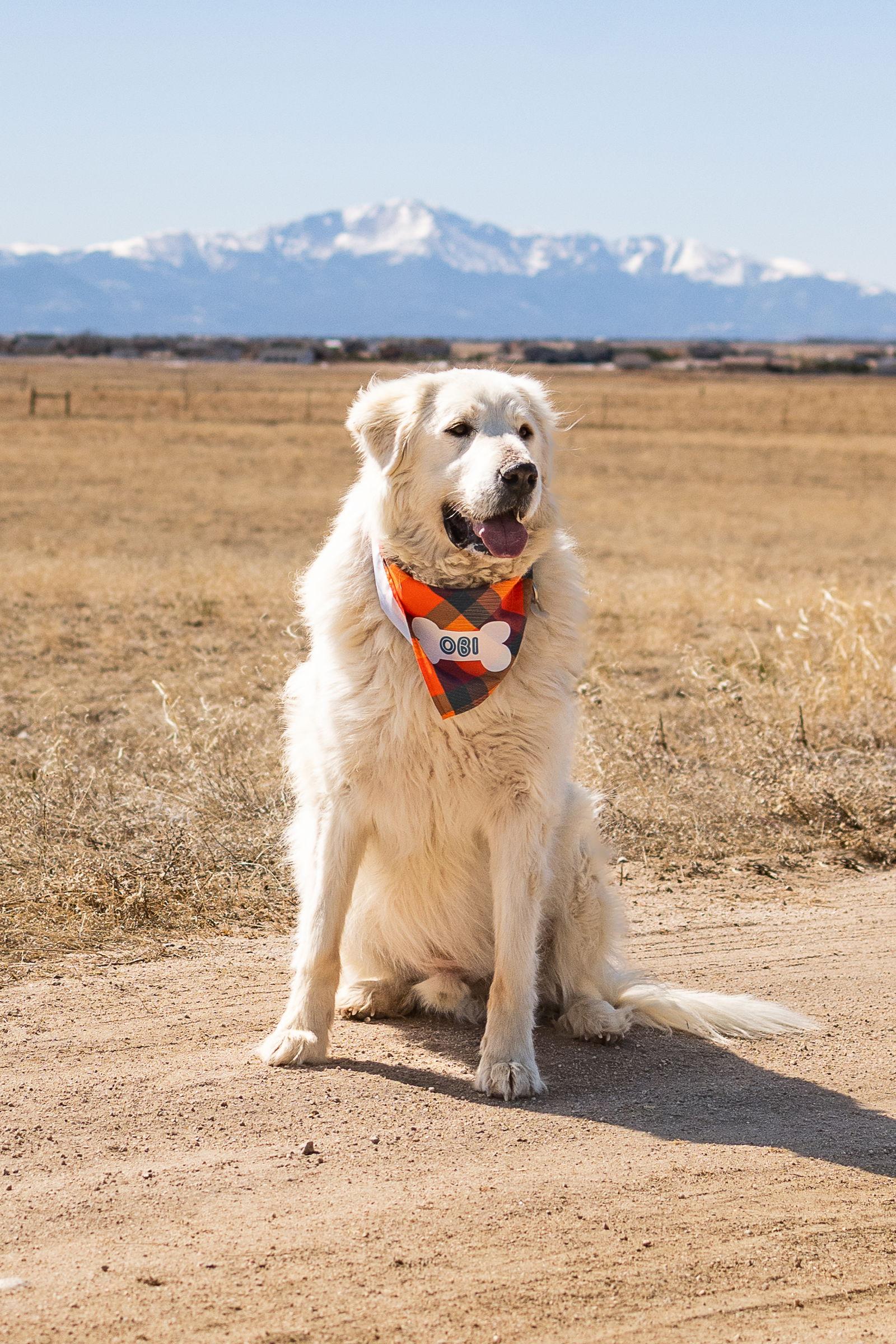 Enlarge OBI (Ken Obi), a Adopted Great Pyrenees in Peyton, CO image 2/3