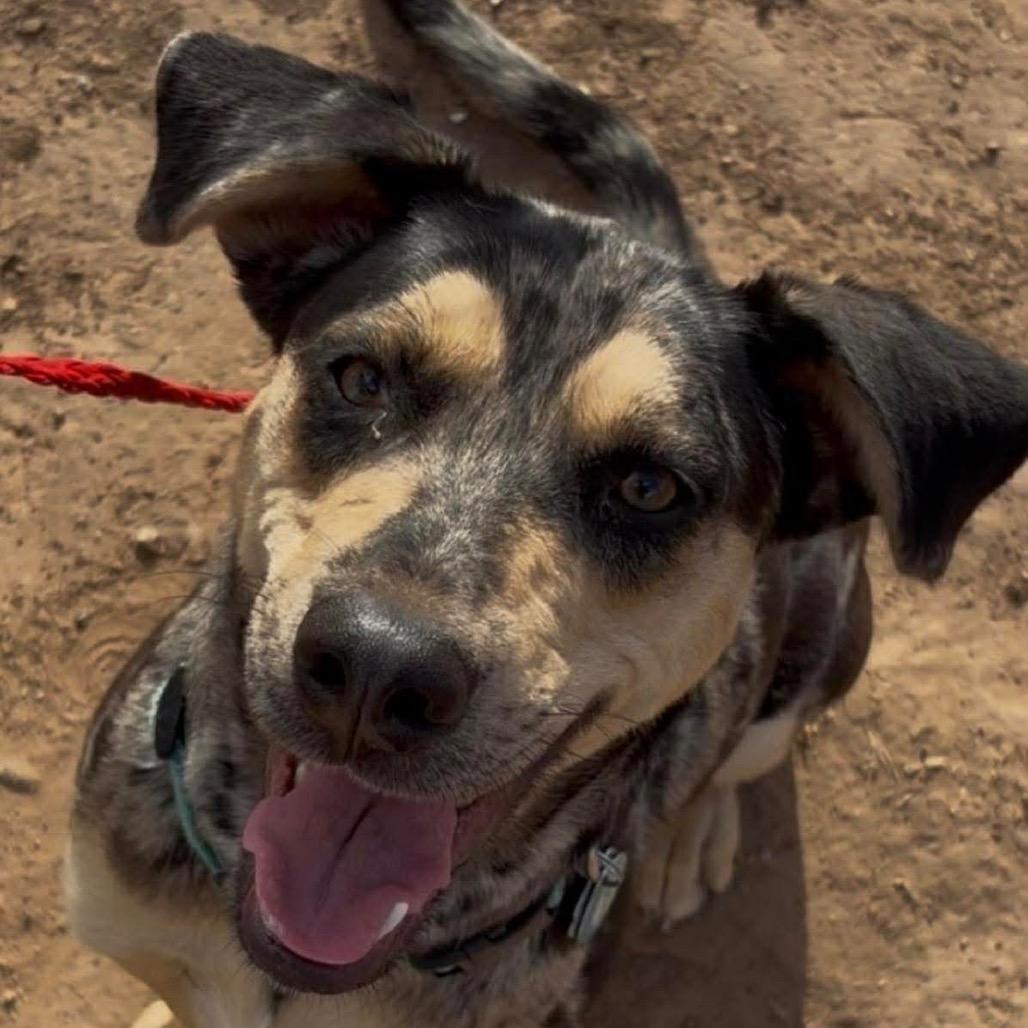 Cassidy, Adoptable, Young Female Catahoula Leopard Dog.
