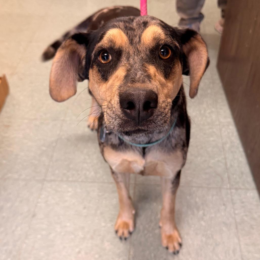Enlarge Cassidy, a Adoptable Catahoula Leopard Dog in Sand Springs, OK image 2/5