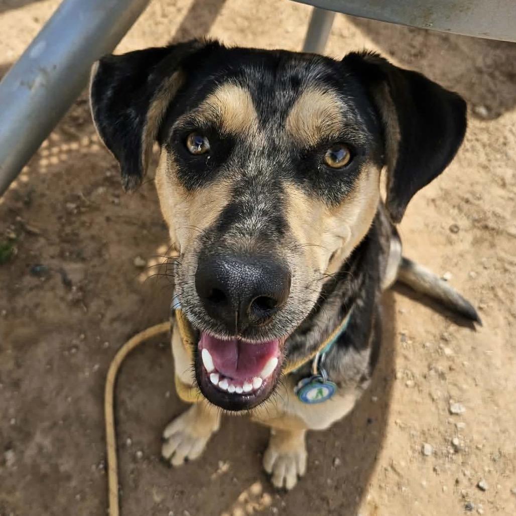 Enlarge Cassidy, a Adoptable Catahoula Leopard Dog in Sand Springs, OK image 3/5