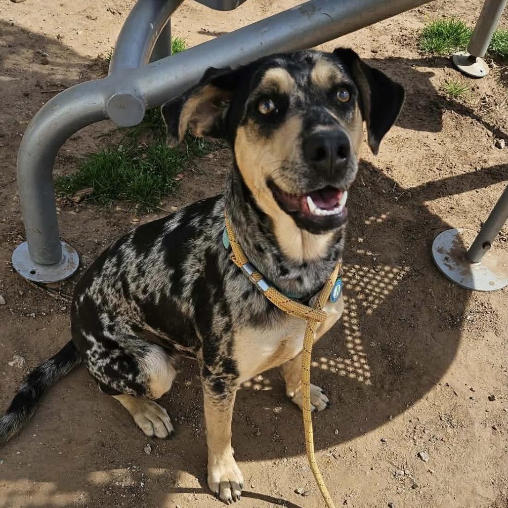 Enlarge Cassidy, a Adoptable Catahoula Leopard Dog in Sand Springs, OK image 4/5