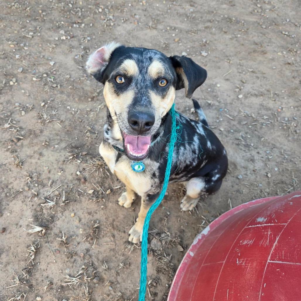 Enlarge Cassidy, a Adoptable Catahoula Leopard Dog in Sand Springs, OK image 5/5