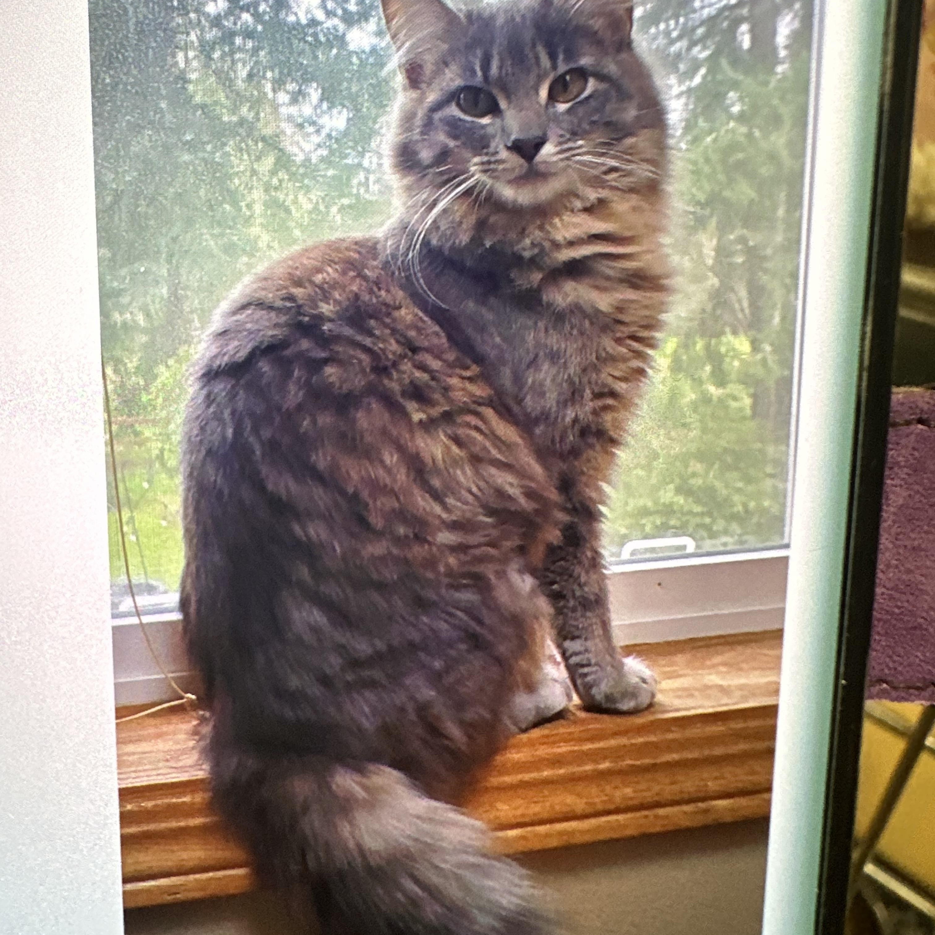 Cricket, ADOPTABLE, Young Female Domestic Short Hair.