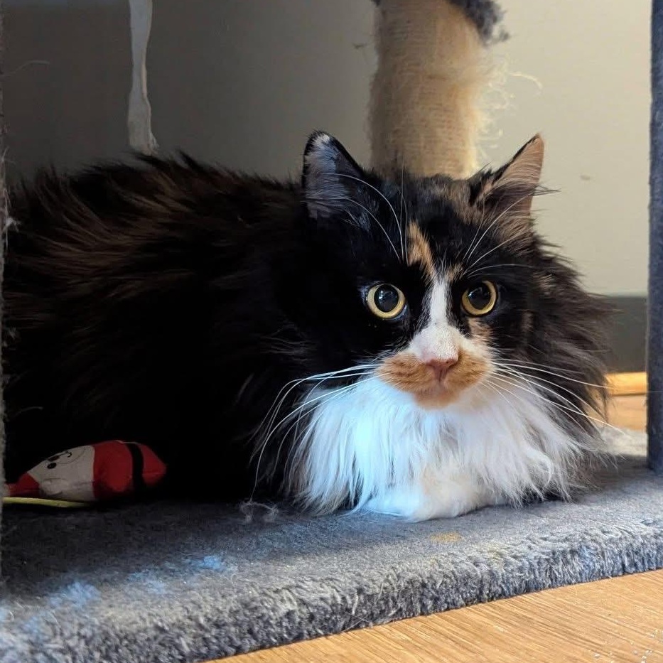 ZOWIE & CALLIE, an adopted Domestic Long Hair in Schnecksville, PA image 3/5