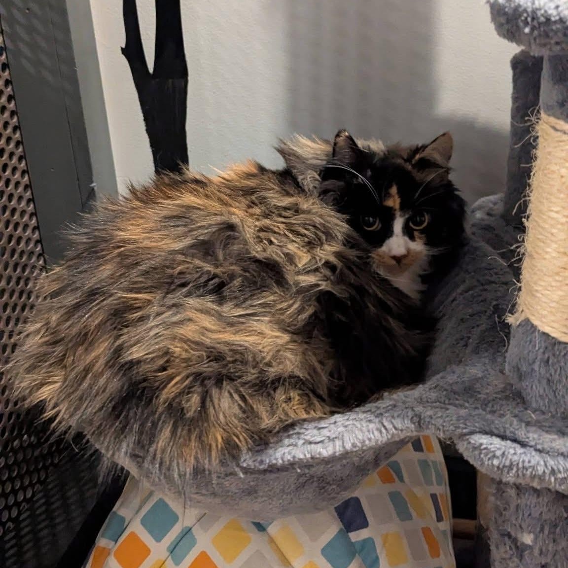 ZOWIE & CALLIE, an adopted Domestic Long Hair in Schnecksville, PA image 2/5