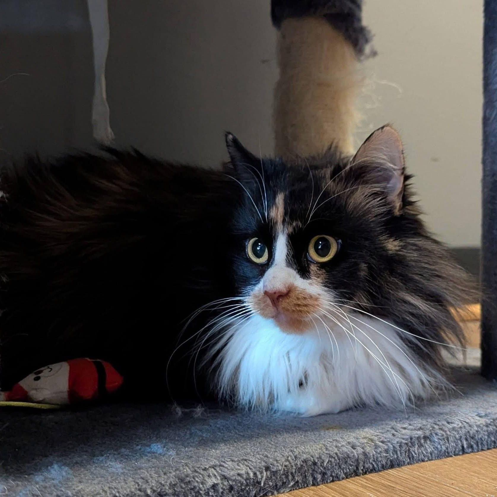 ZOWIE & CALLIE, adopted, Adult Female Domestic Long Hair.