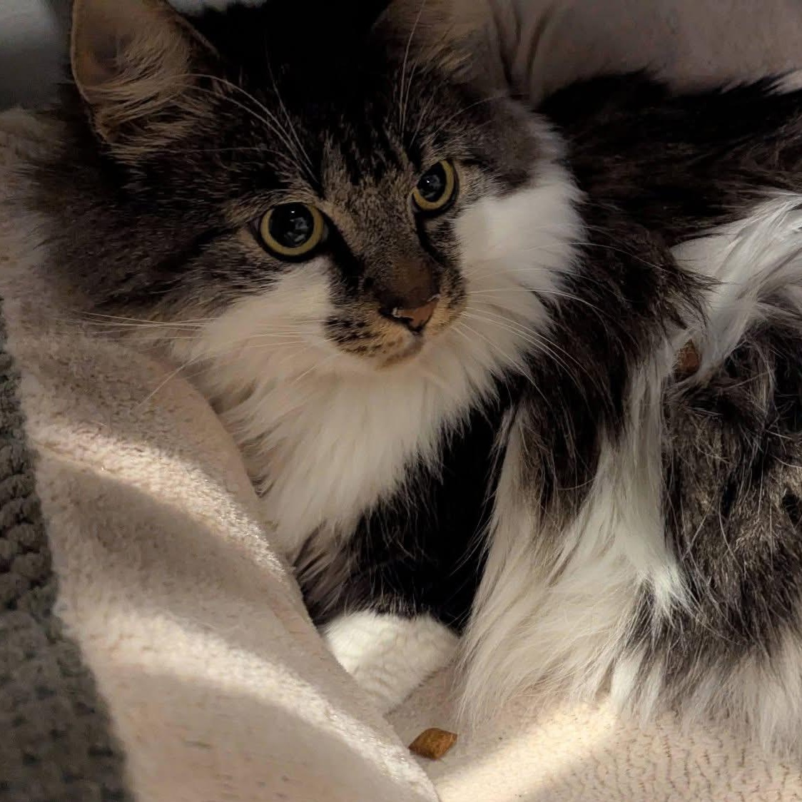 ZOWIE & CALLIE, an adopted Domestic Long Hair in Schnecksville, PA image 4/5