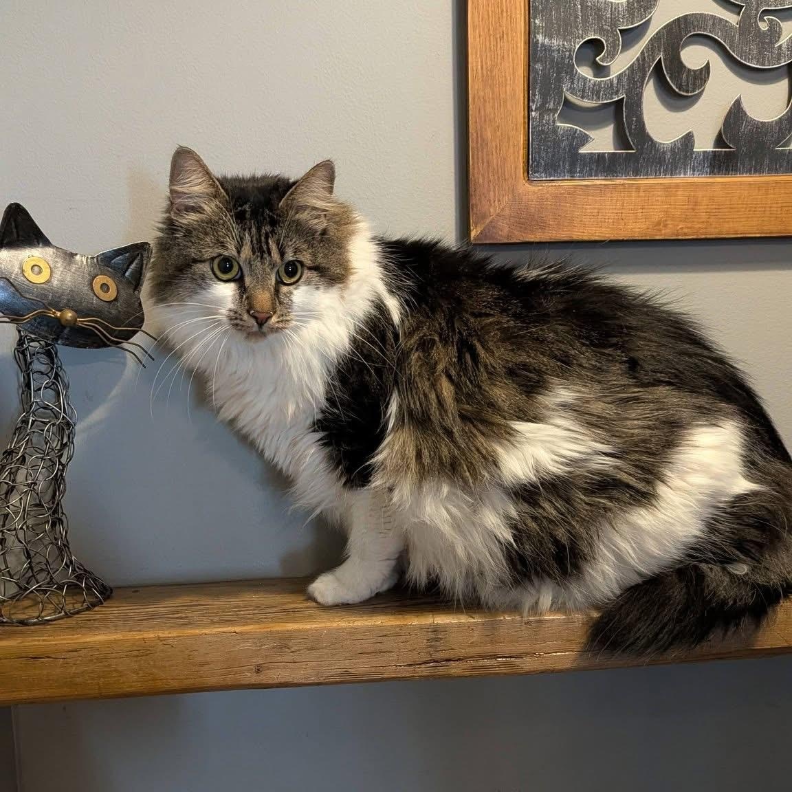 ZOWIE & CALLIE, an adopted Domestic Long Hair in Schnecksville, PA image 5/5