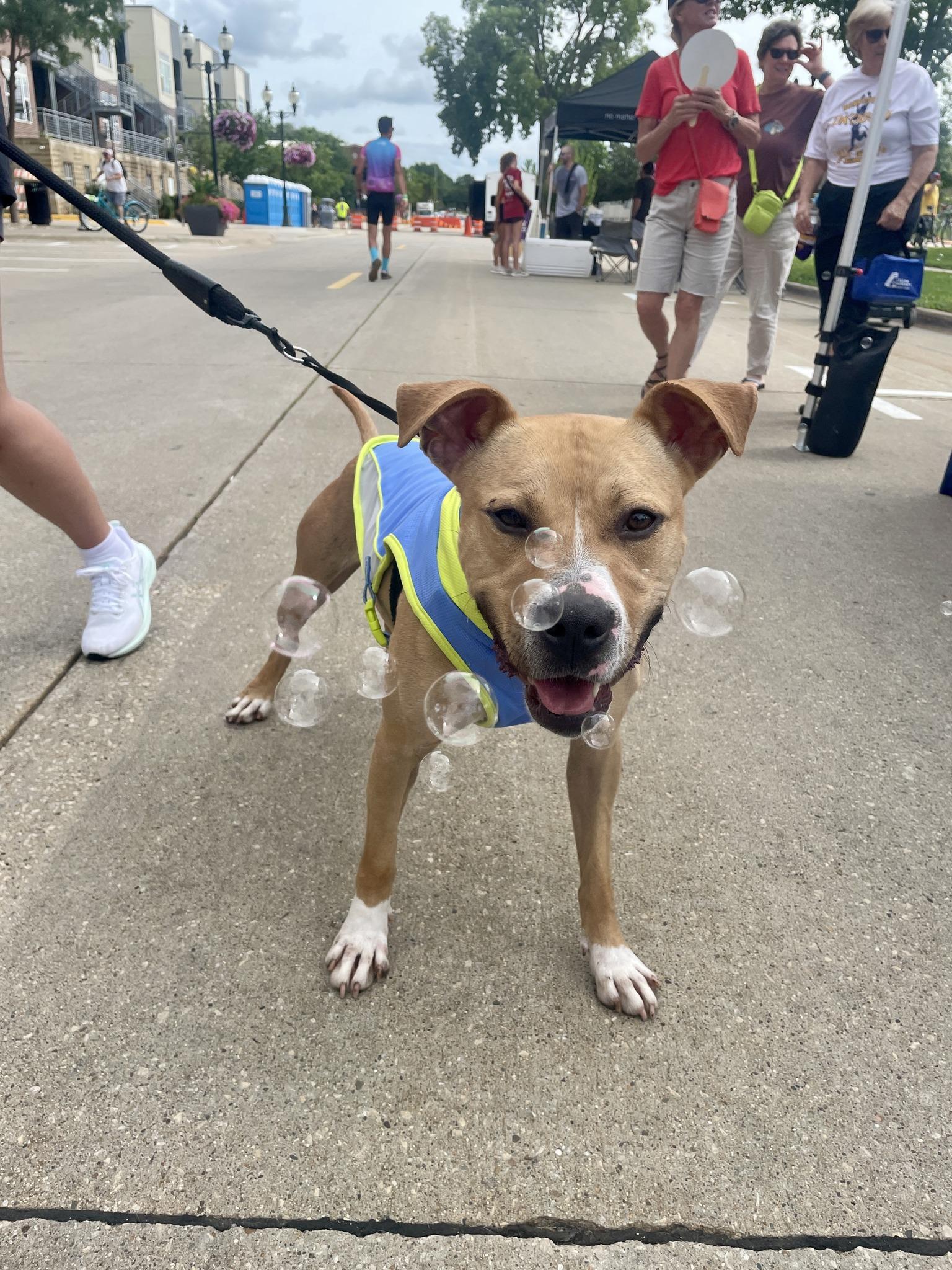 Draco, an adoptable Pit Bull Terrier in Waterloo, IA, 50703 | Photo Image 4