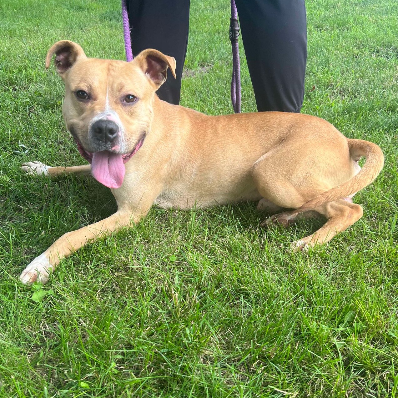 Draco, an adoptable Pit Bull Terrier in Waterloo, IA, 50703 | Photo Image 5