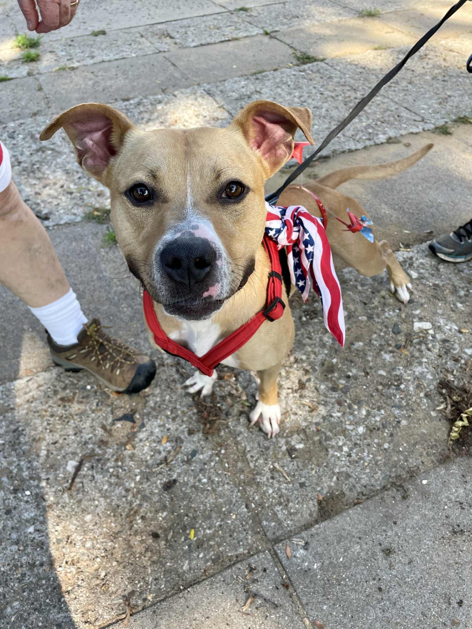 Draco, an adoptable Pit Bull Terrier in Waterloo, IA, 50703 | Photo Image 6