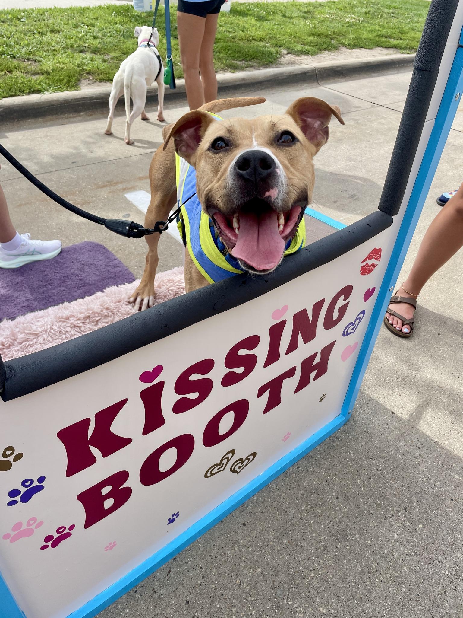 Draco, an adoptable Pit Bull Terrier in Waterloo, IA, 50703 | Photo Image 3