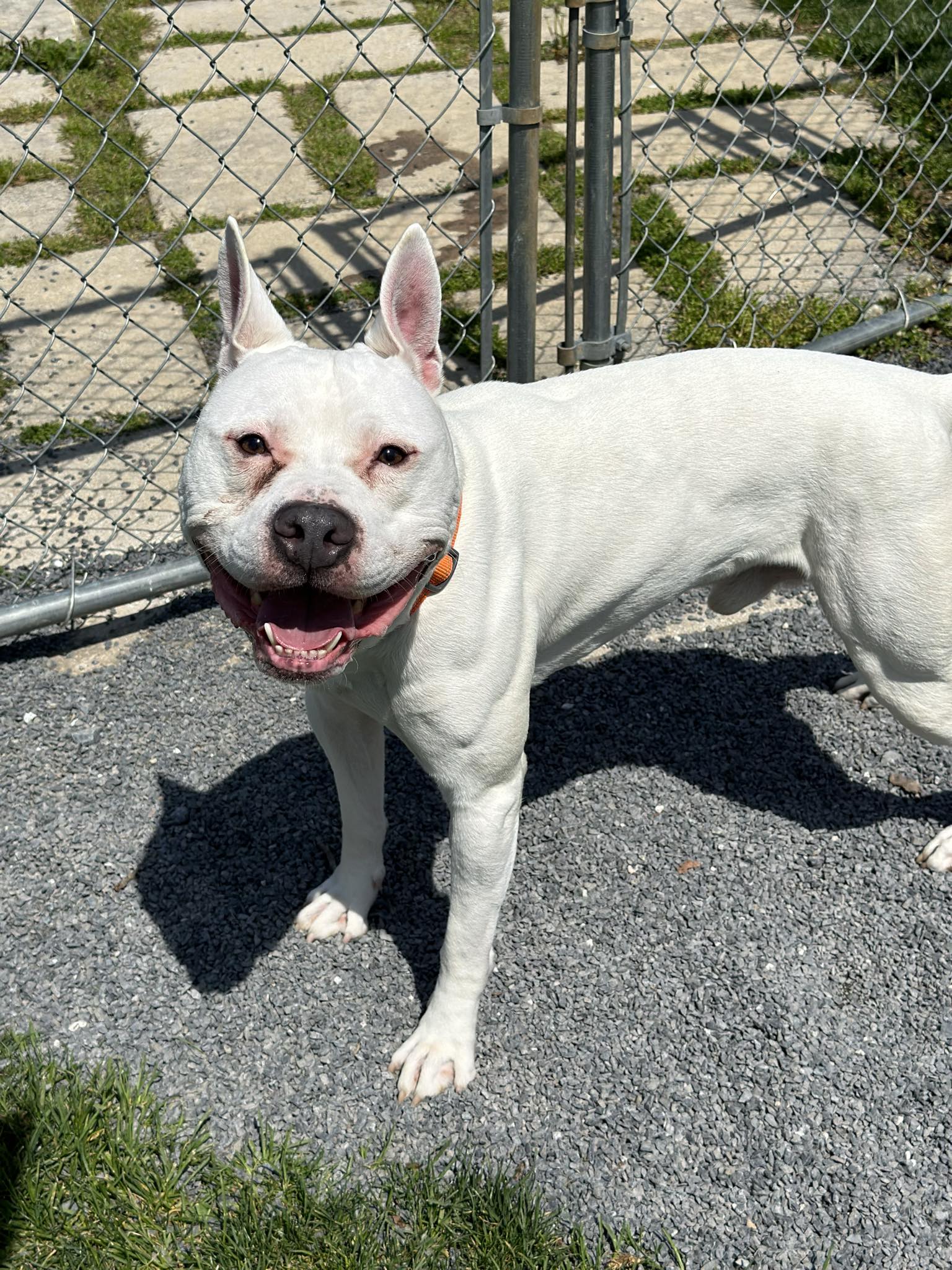 Dog for adoption Bolt, a Terrier Mix in Chambersburg, PA Petfinder