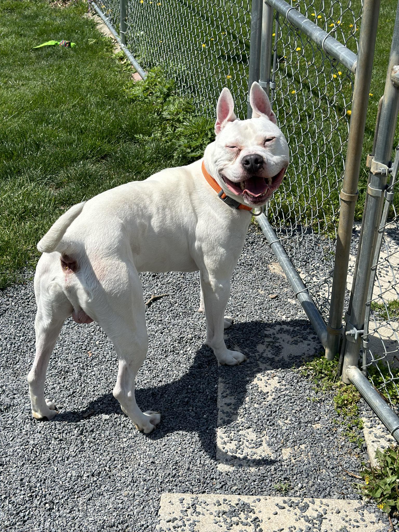 Dog for adoption Bolt, a Terrier Mix in Chambersburg, PA Petfinder