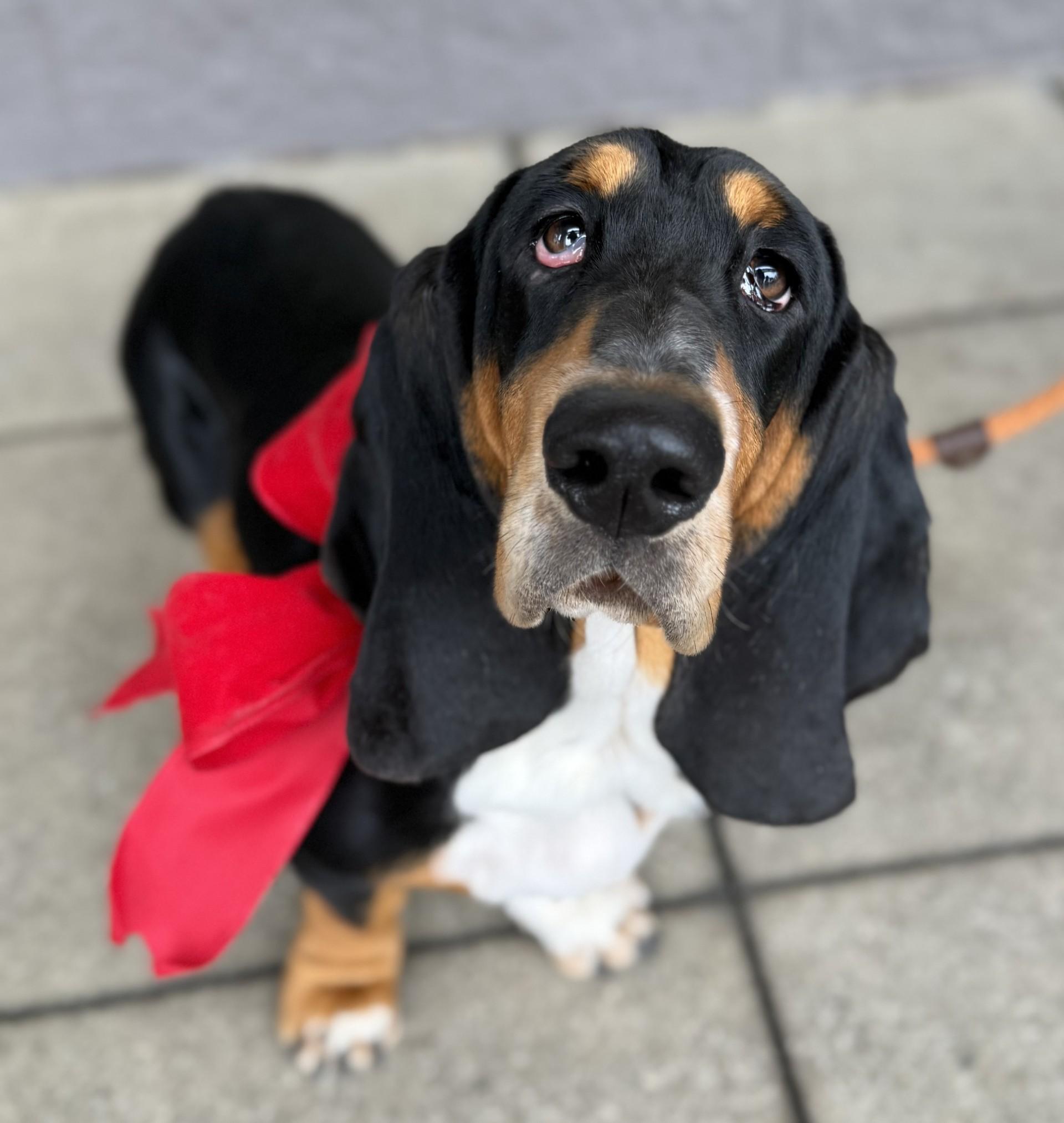 Enlarge Betty 5, a ADOPTABLE Basset Hound in Los Alamitos, CA image 1/6