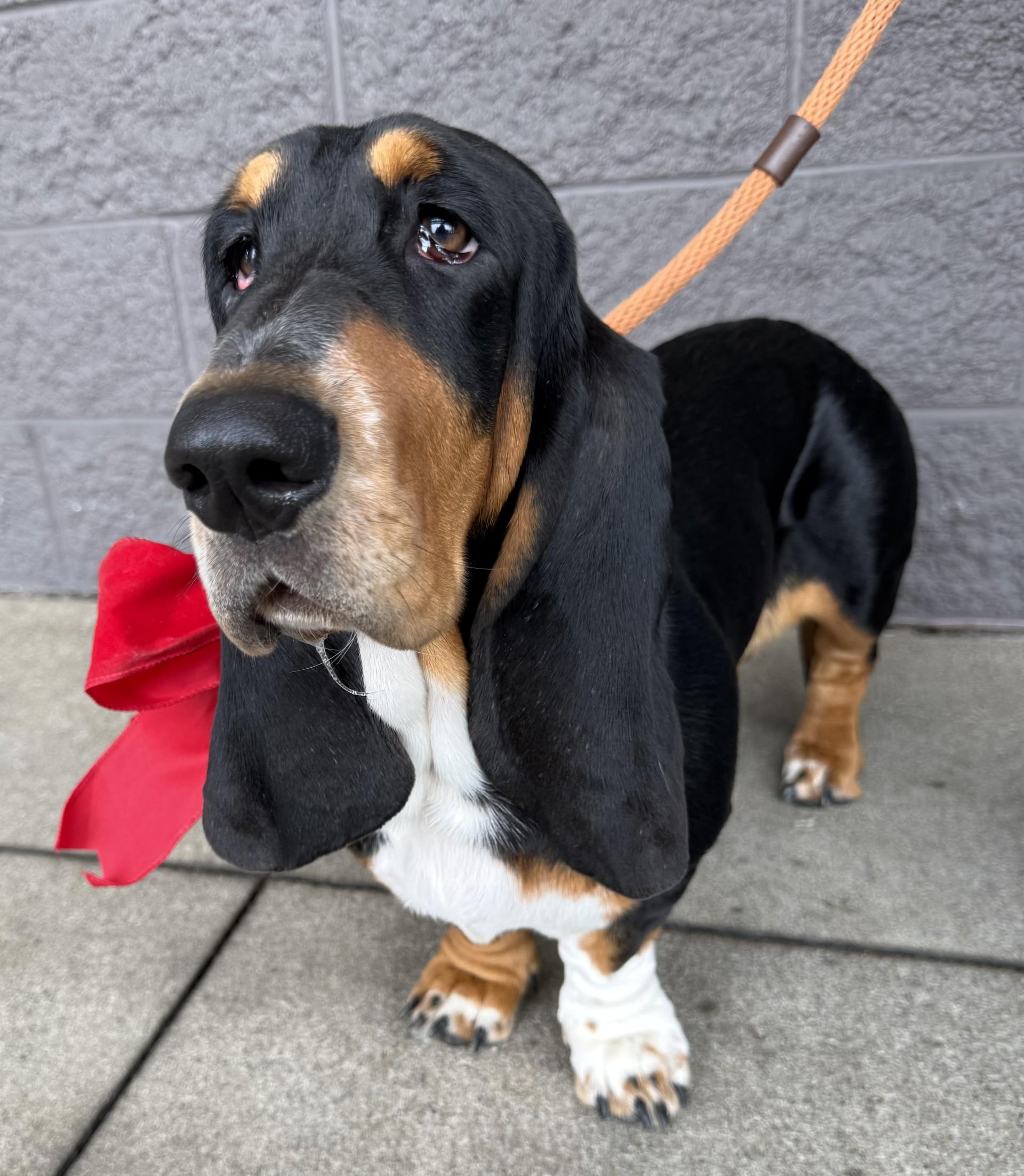 Enlarge Betty 5, a ADOPTABLE Basset Hound in Los Alamitos, CA image 2/6