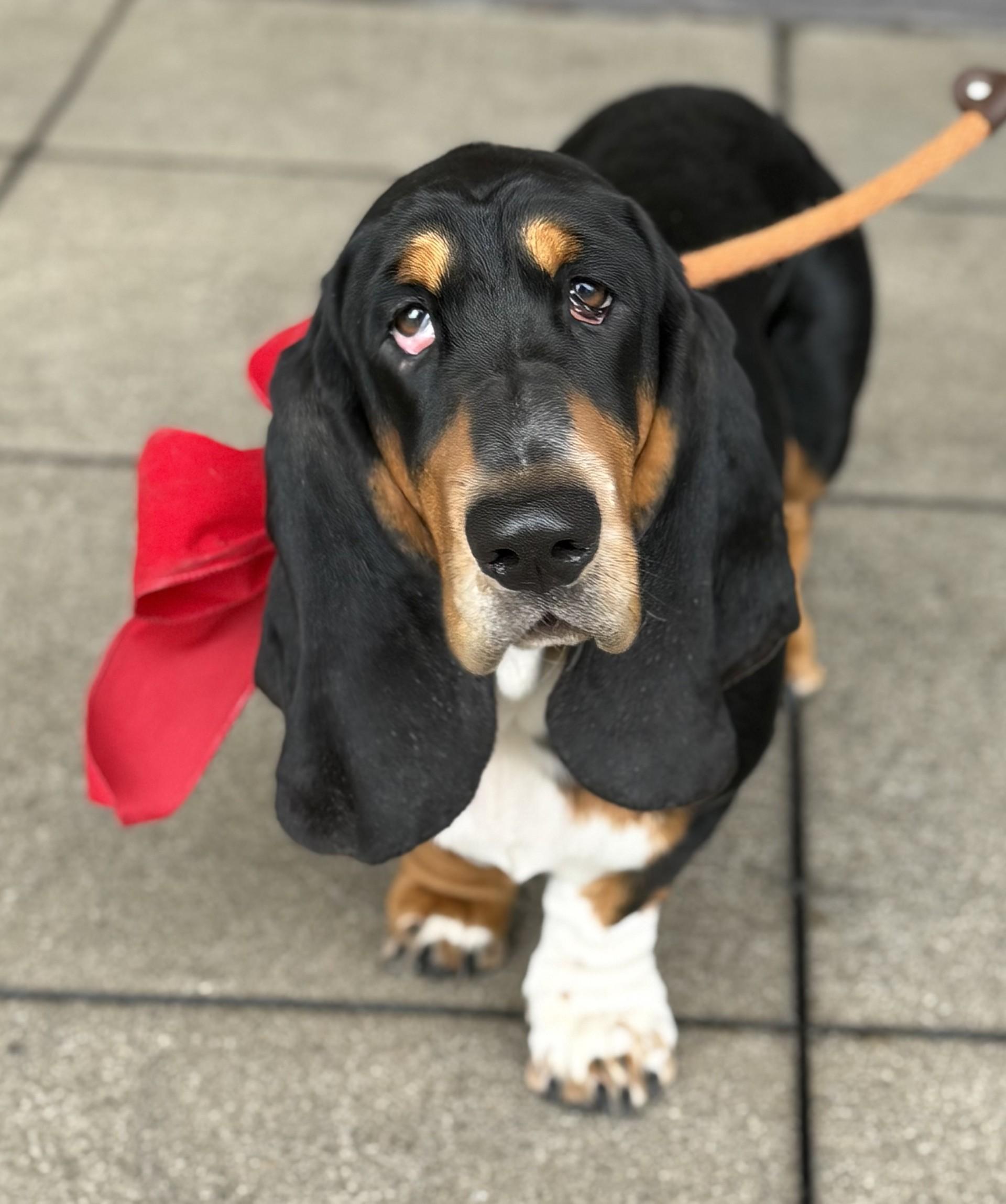 Enlarge Betty 5, a ADOPTABLE Basset Hound in Los Alamitos, CA image 3/6