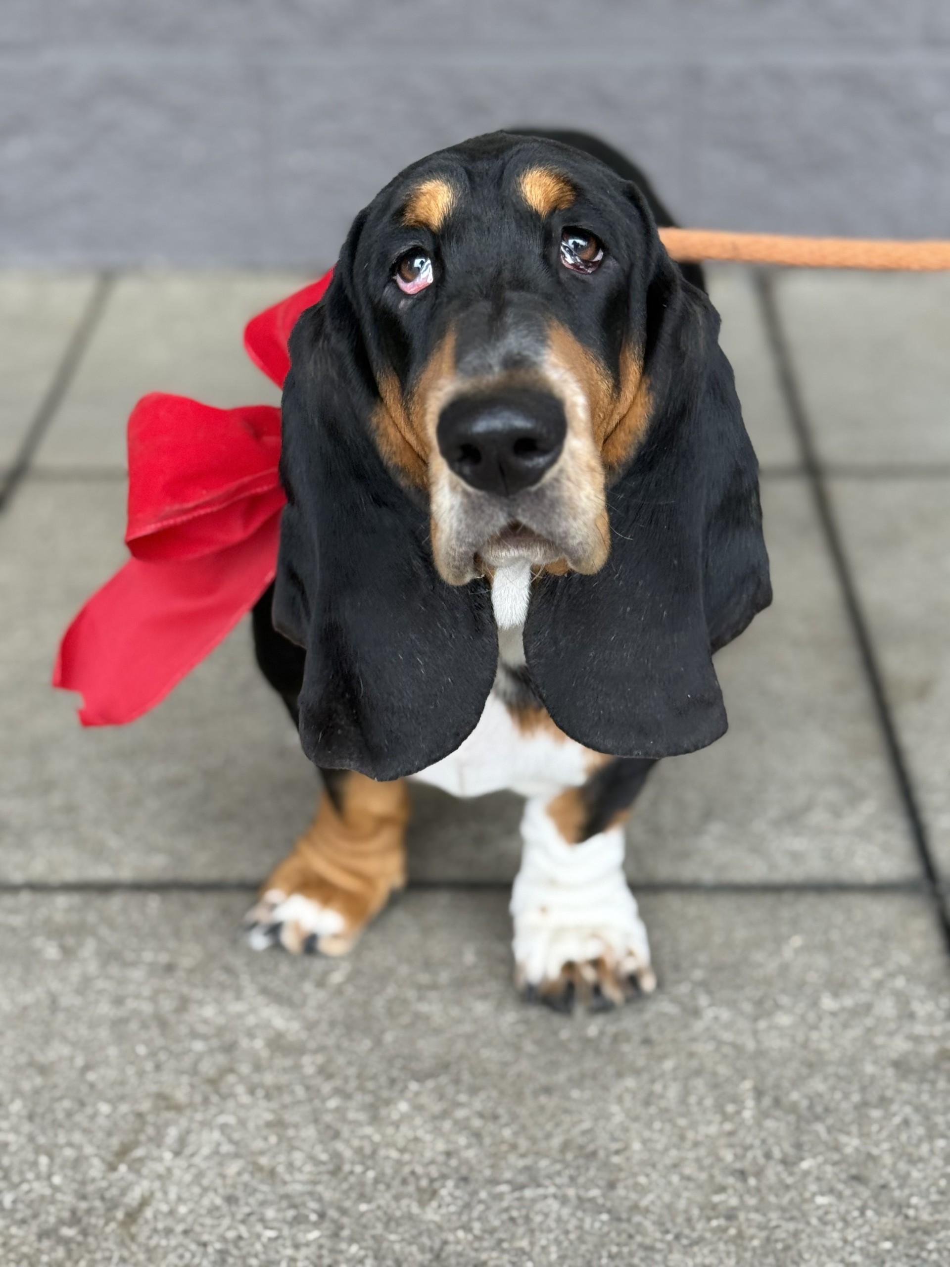 Enlarge Betty 5, a ADOPTABLE Basset Hound in Los Alamitos, CA image 4/6