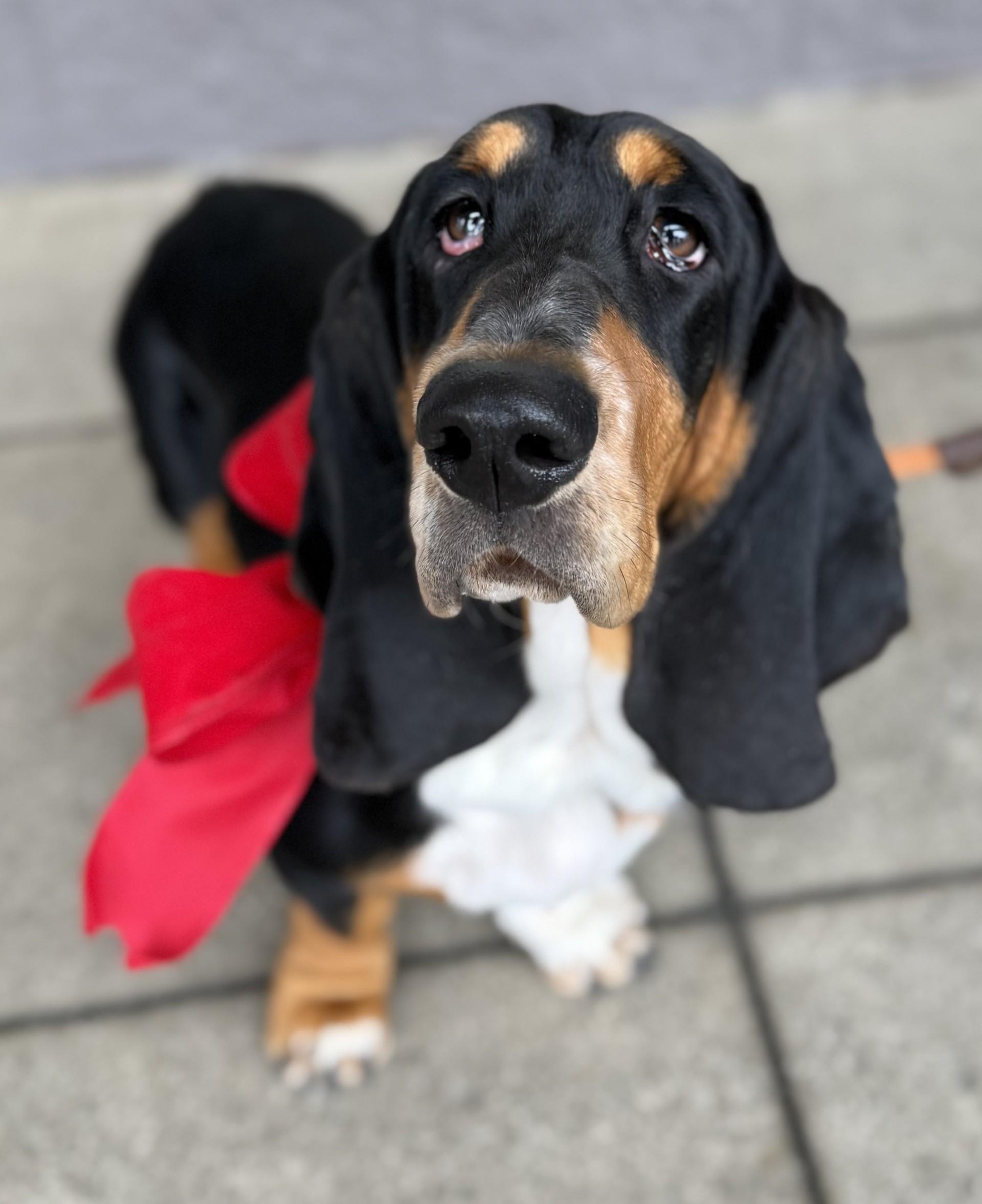 Enlarge Betty 5, a ADOPTABLE Basset Hound in Los Alamitos, CA image 5/6