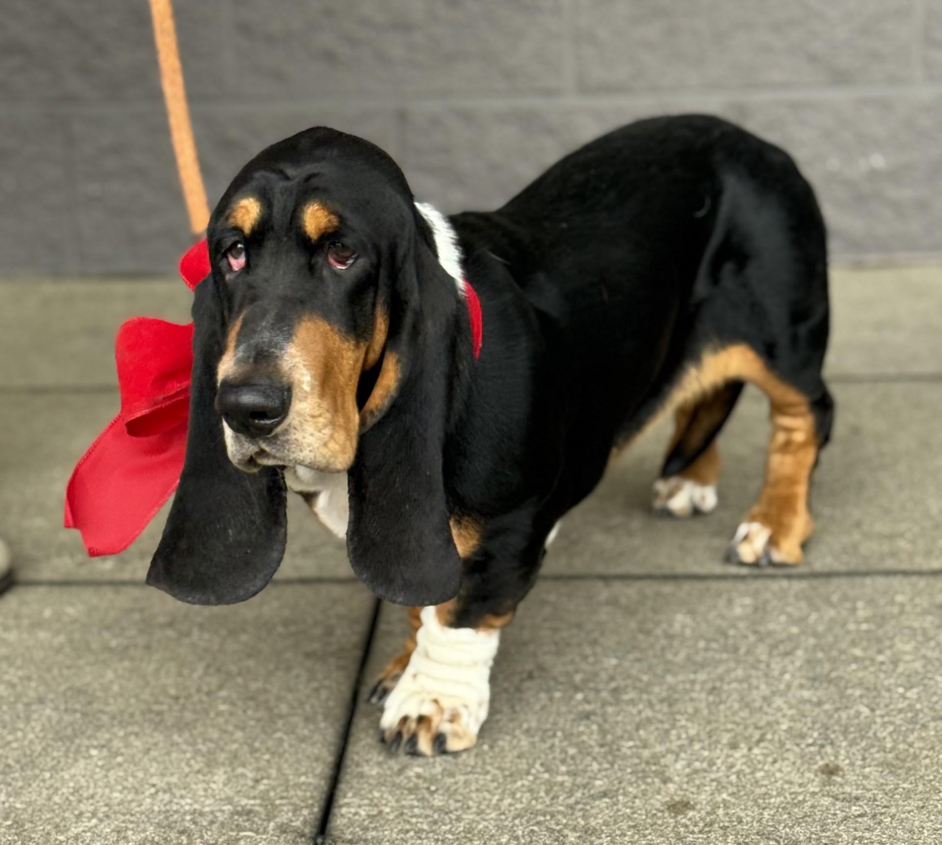 Enlarge Betty 5, a ADOPTABLE Basset Hound in Los Alamitos, CA image 6/6