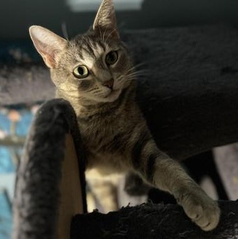 Amelia — thumbnail 2