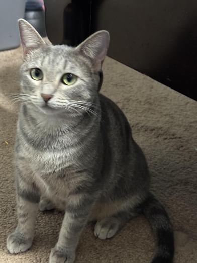 Amelia — thumbnail 5