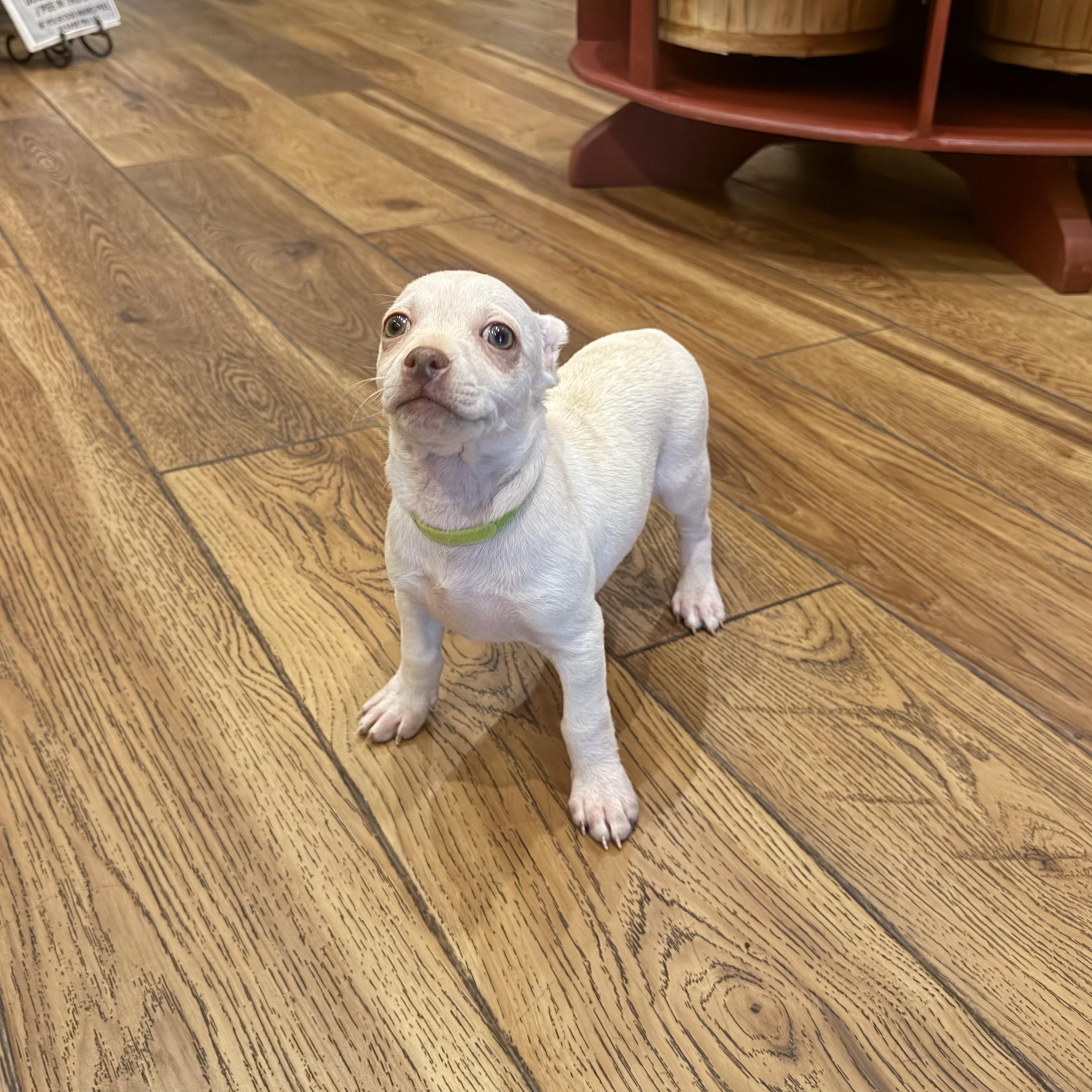 Enlarge Popcorn, a ADOPTABLE mixed breed in Boulder, CO image 4/6