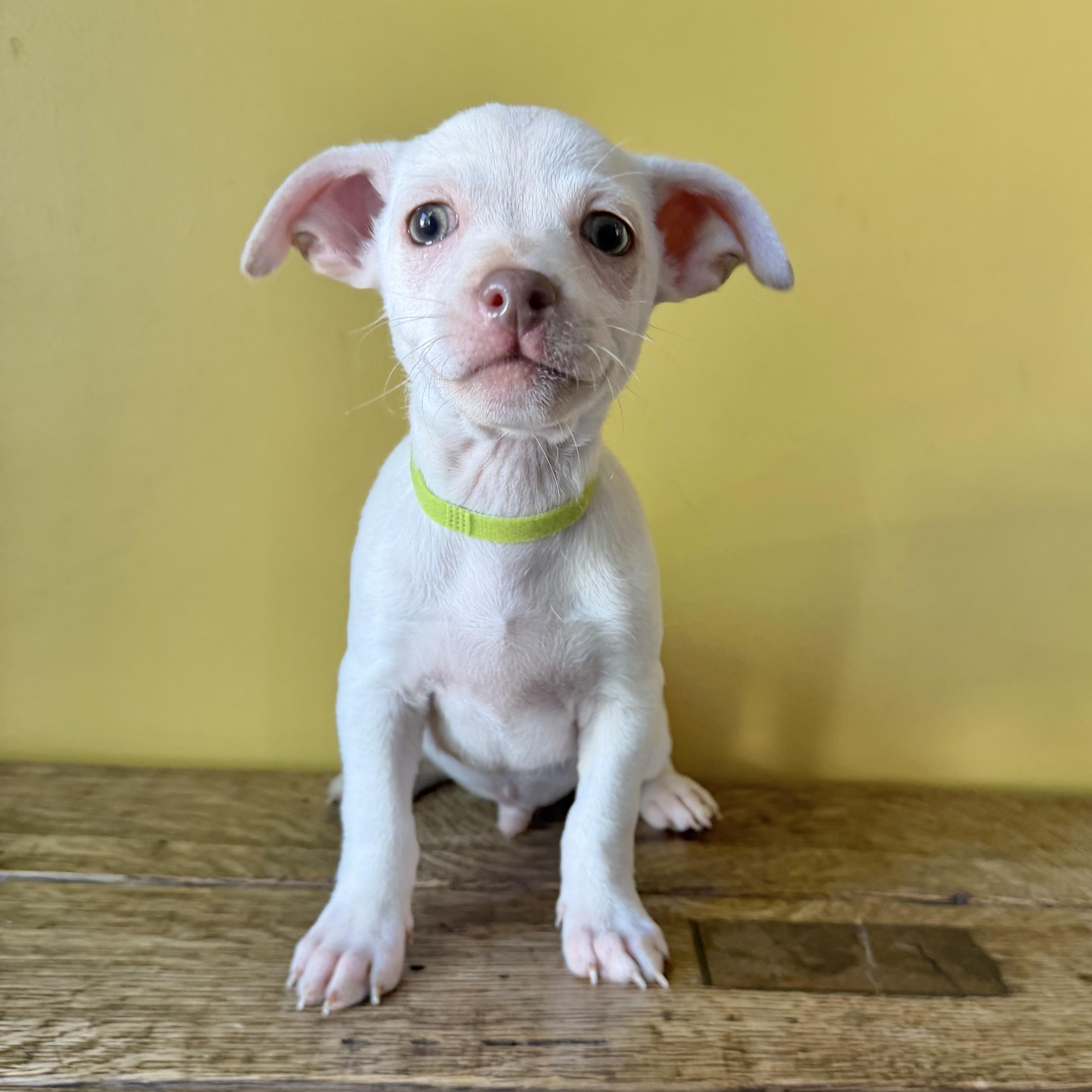 Popcorn, ADOPTABLE, Puppy Male Chihuahua & Dachshund.
