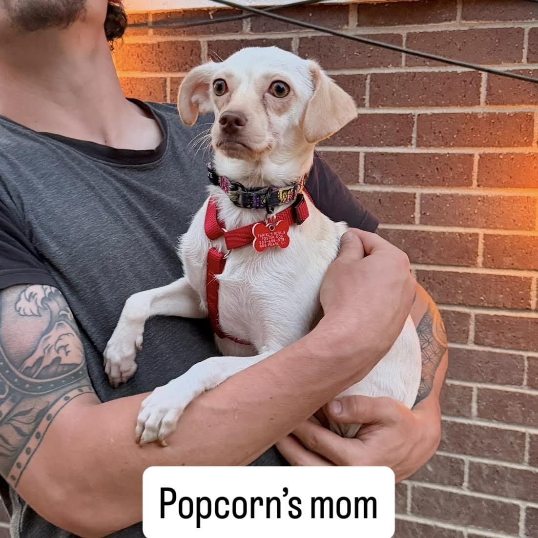 Enlarge Popcorn, a ADOPTABLE mixed breed in Boulder, CO image 6/6