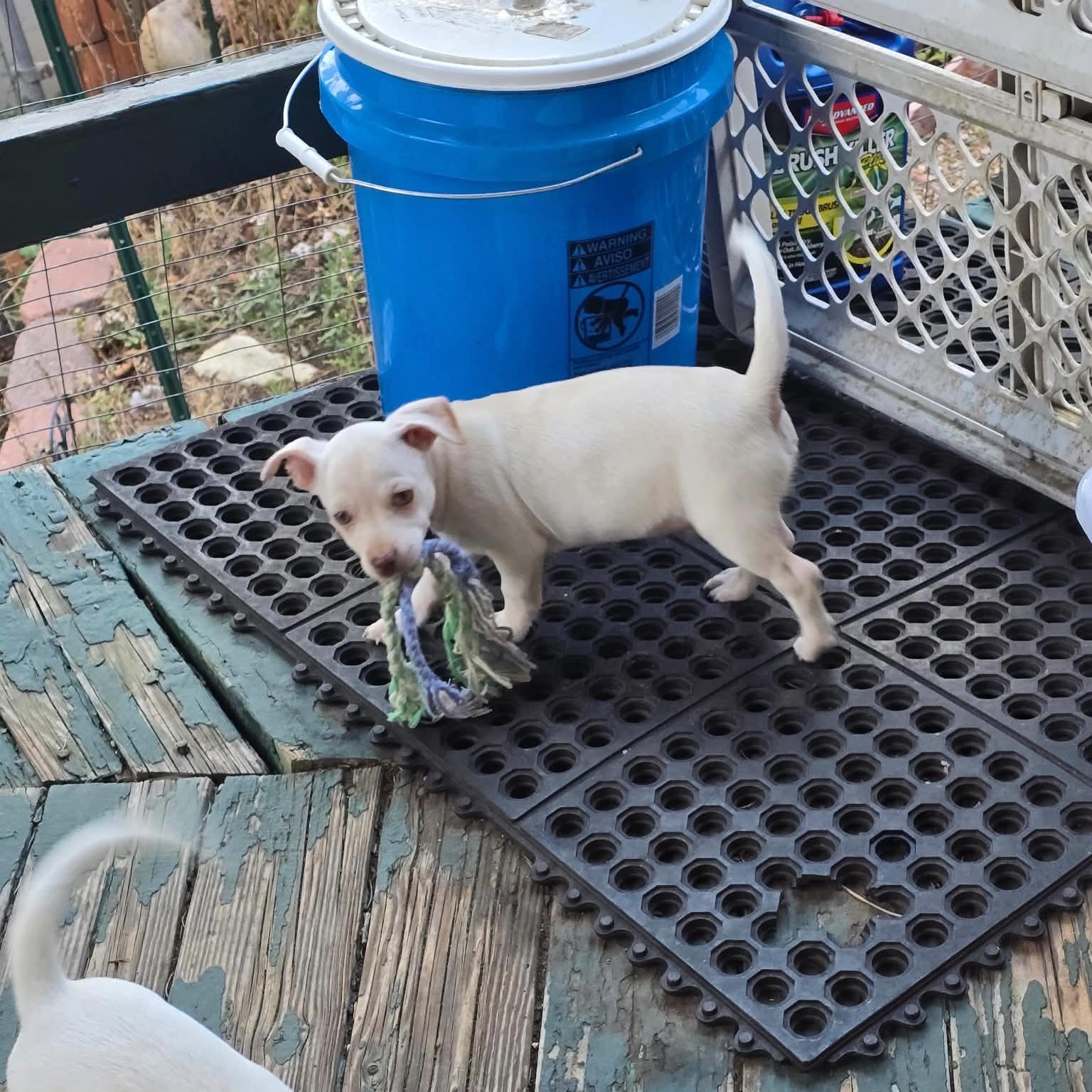 Enlarge Popcorn, a ADOPTABLE mixed breed in Boulder, CO image 5/6