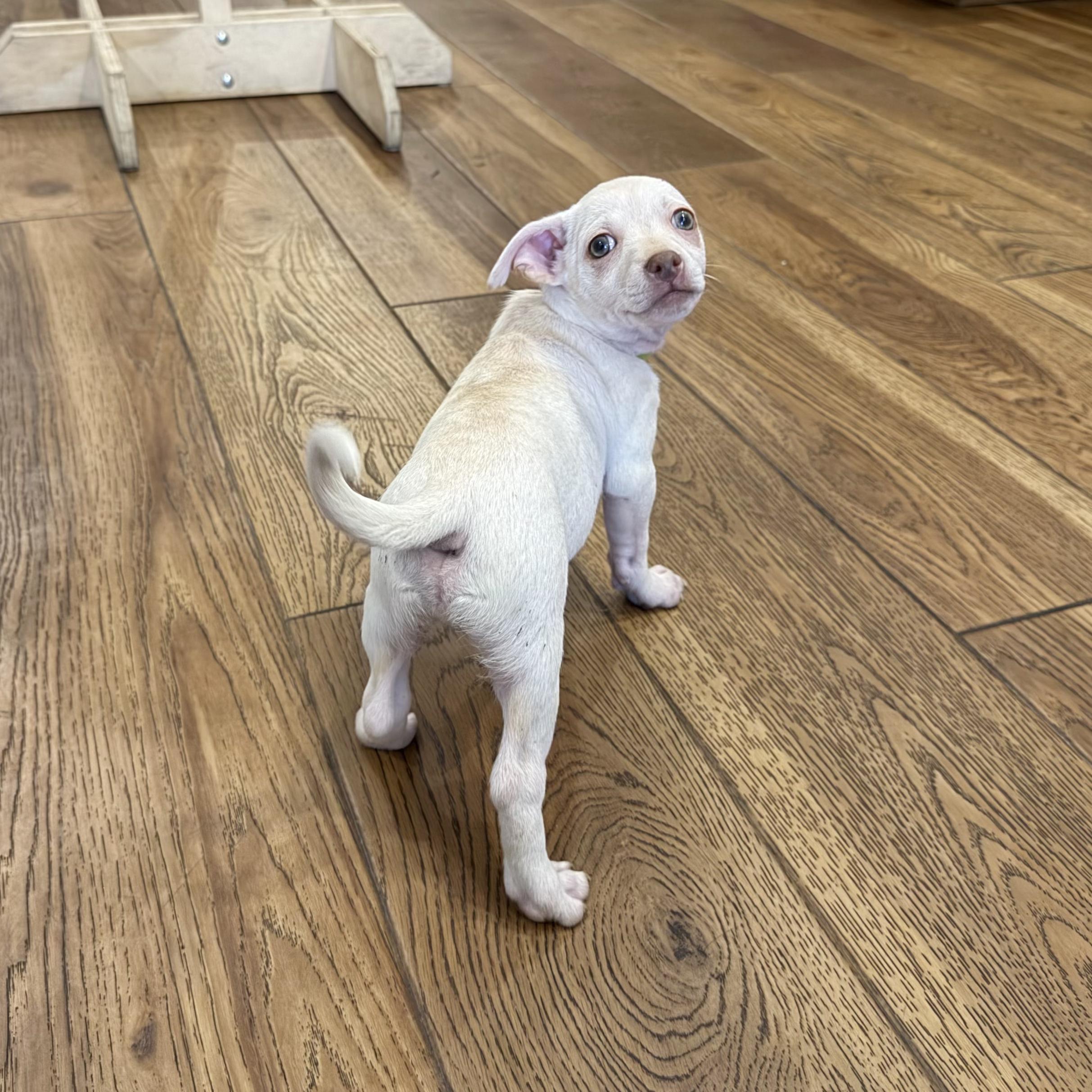 Enlarge Popcorn, a ADOPTABLE mixed breed in Boulder, CO image 3/6