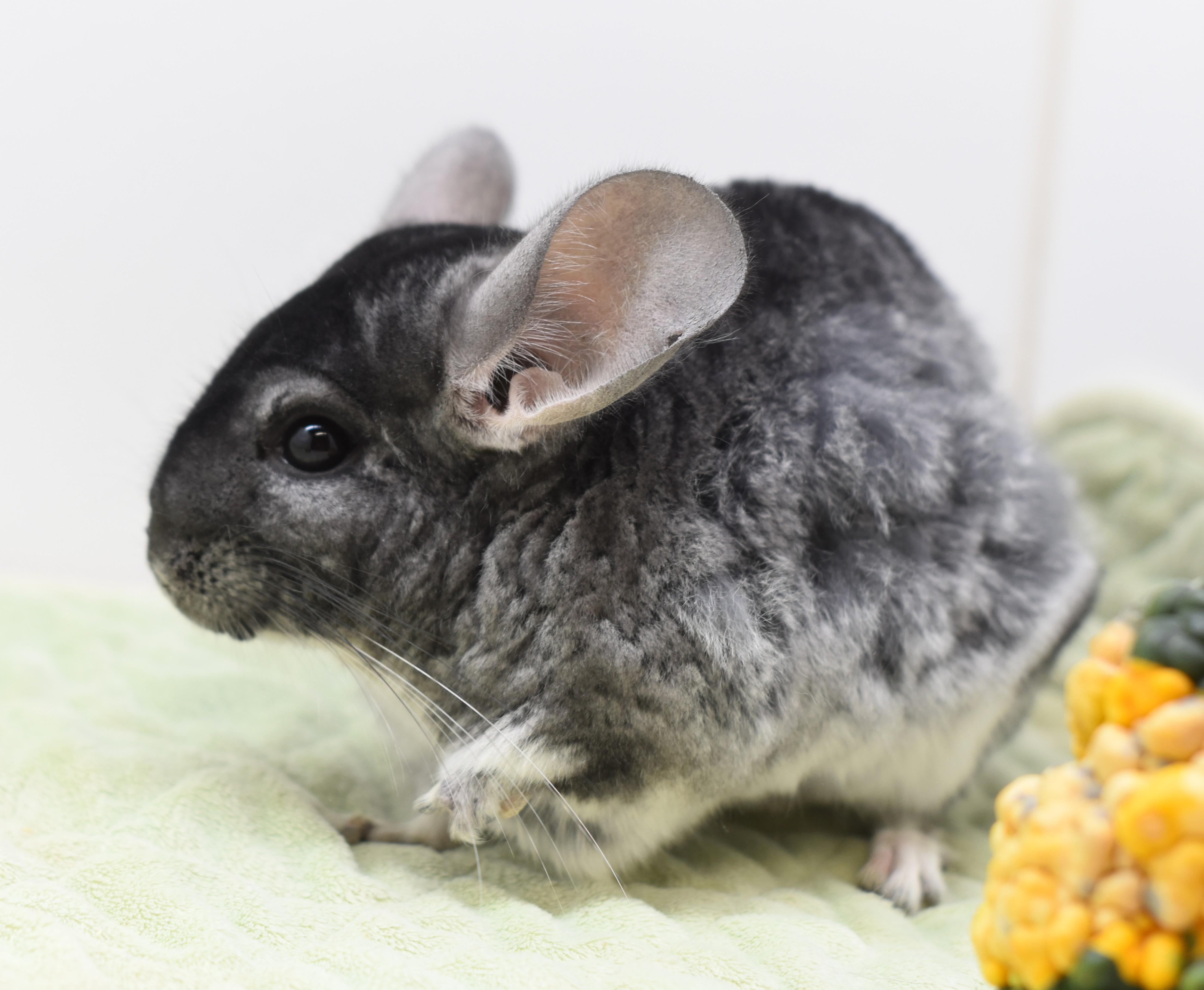 Smokey, Adoptable, Adult Male Chinchilla.