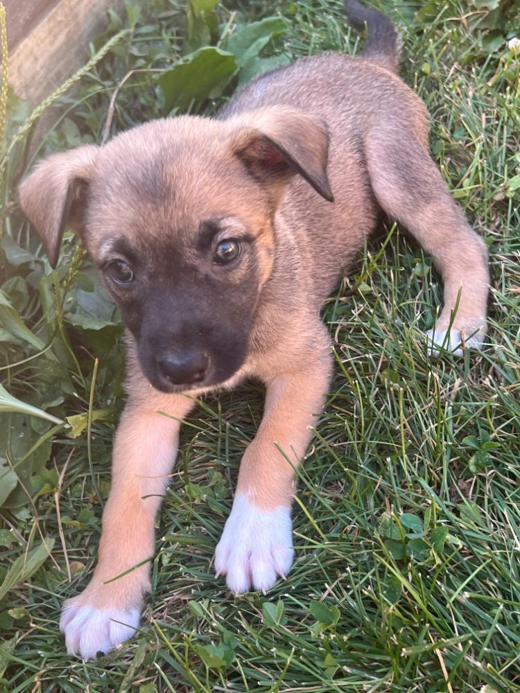 Wolfie, adopted, Puppy Female Australian Shepherd.